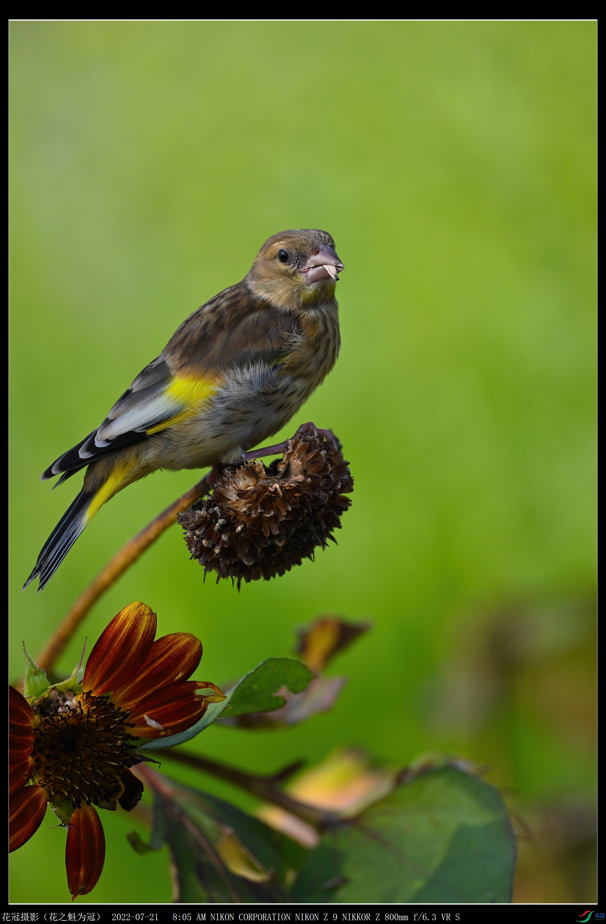 DSC_3579B-1-DeNoiseAI-low-light_����.jpg
