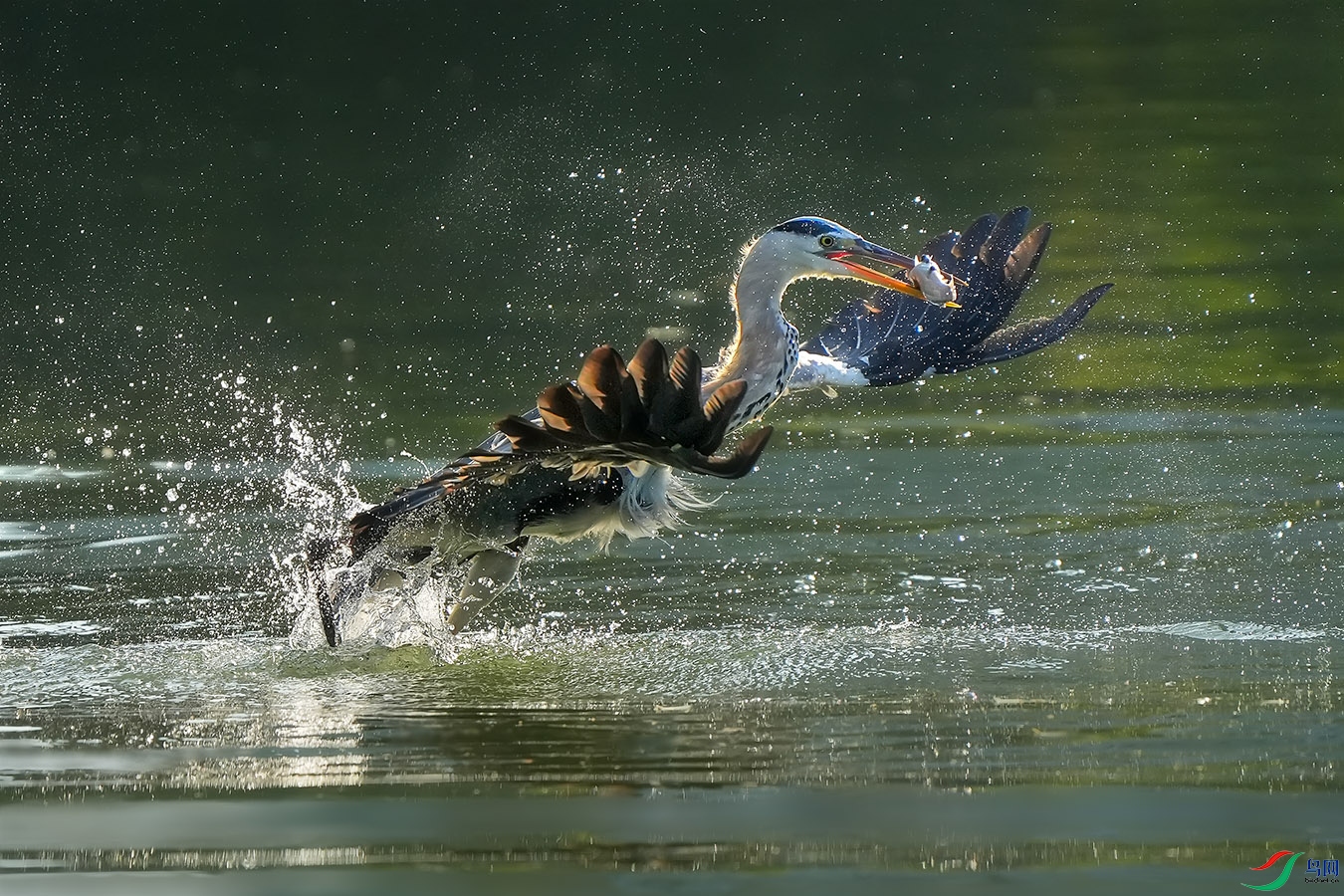 DSC00368 -����.jpg