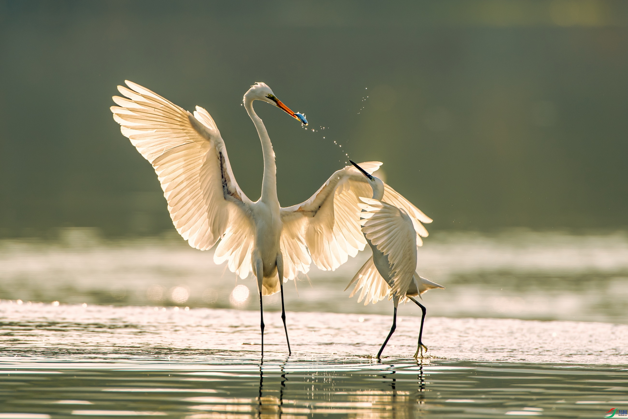 DSC_1295-1.jpg