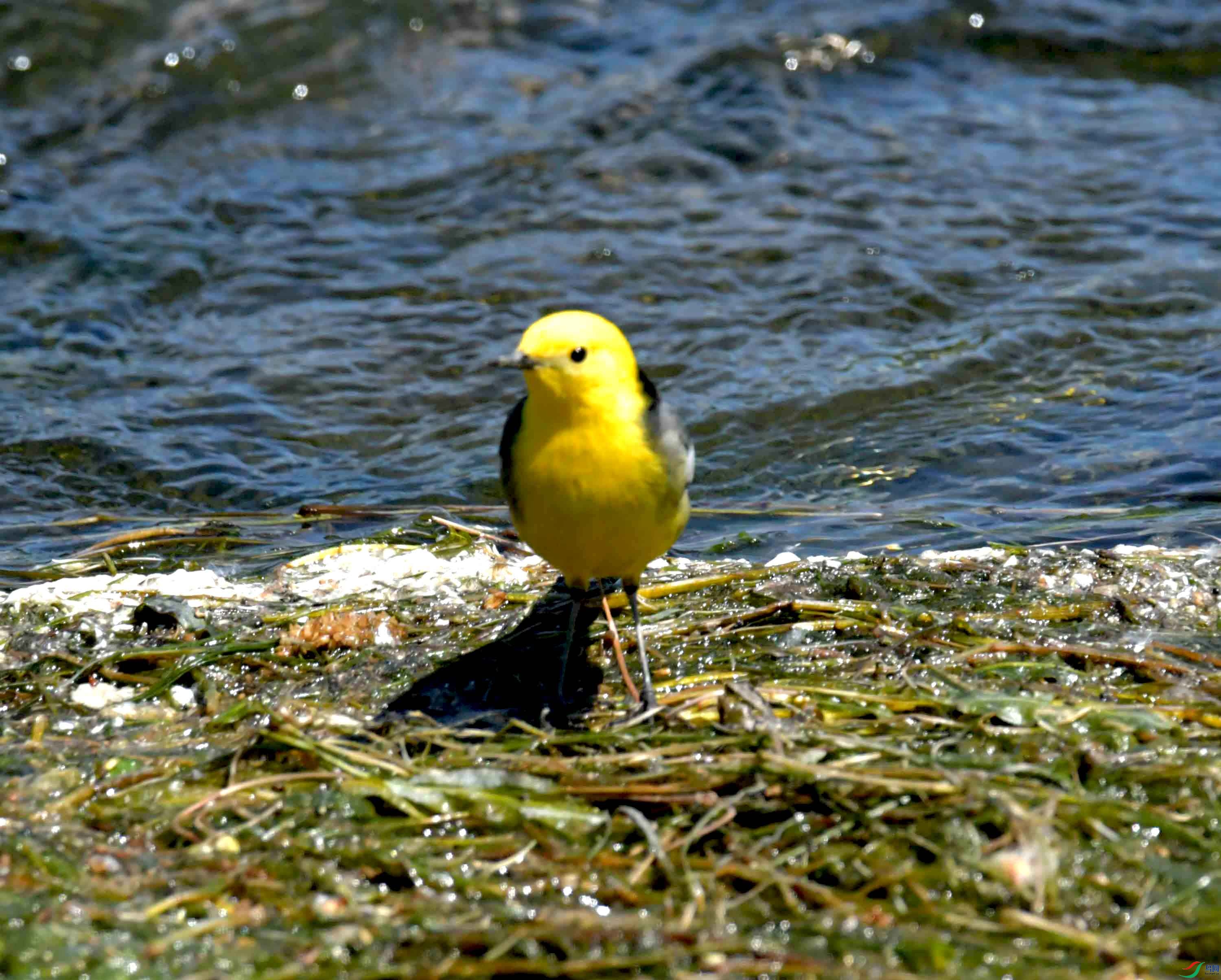 DSC_0108.JPG