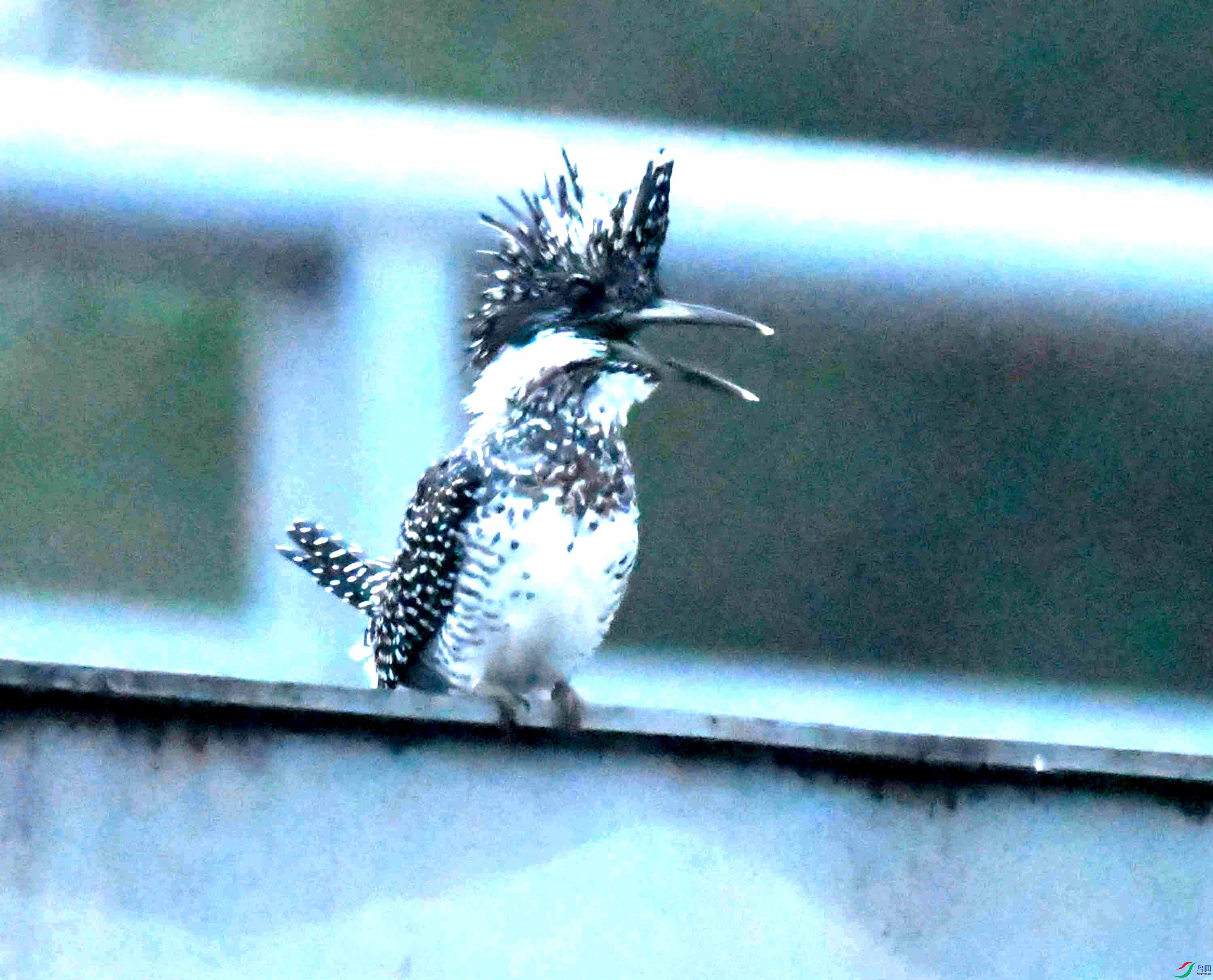 DSC_0512.JPG