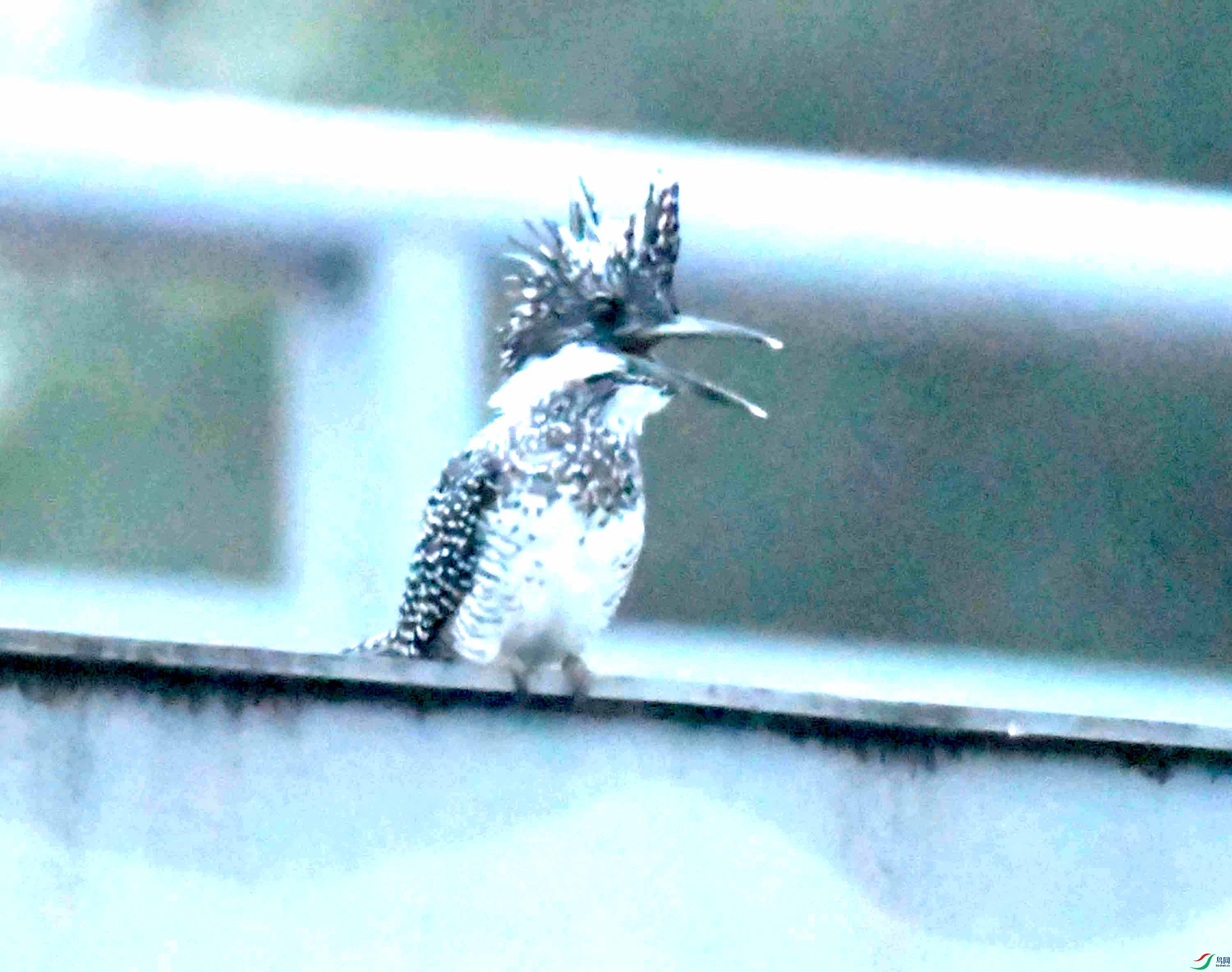DSC_0515.JPG