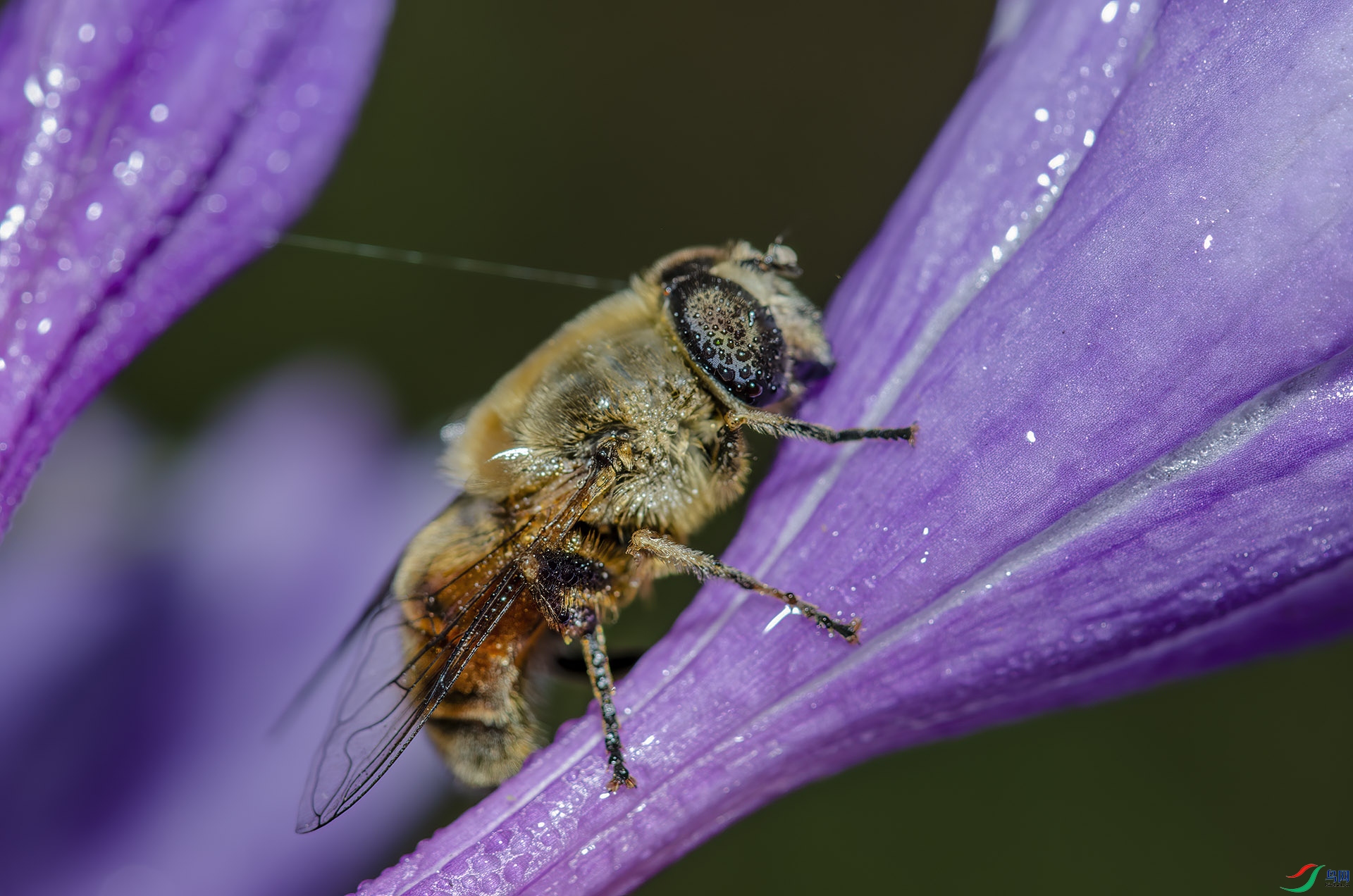 DSC_8902-NEF_DxO_DeepPRIME ʳ��Ӭ.jpg