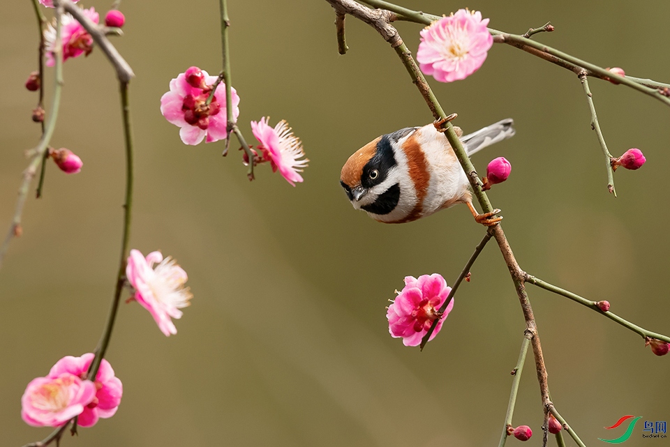 DSC_7953_DxOa.jpg
