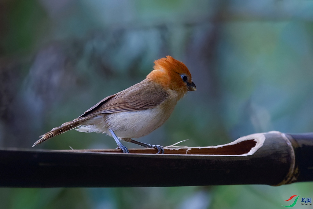 DSC_4349_DxOa.jpg