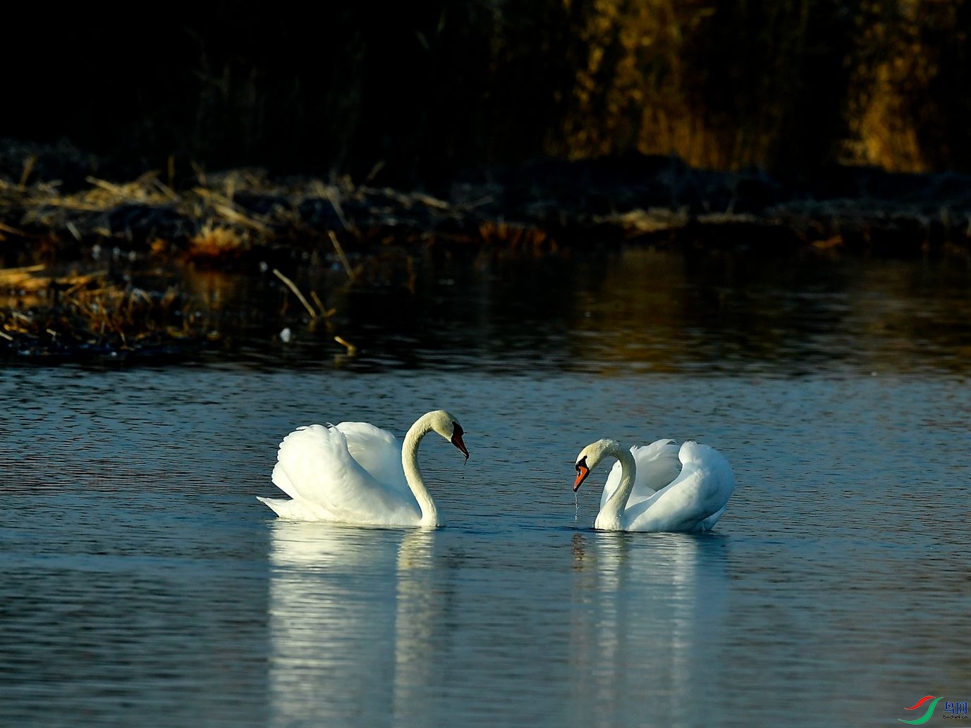 _DSC944950.jpg