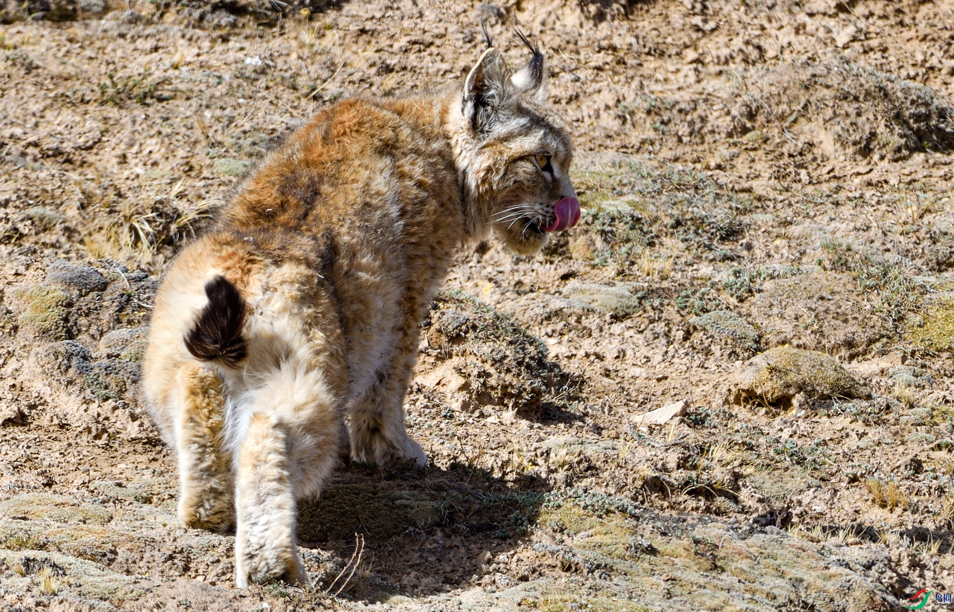 DSC_2236_����.jpg