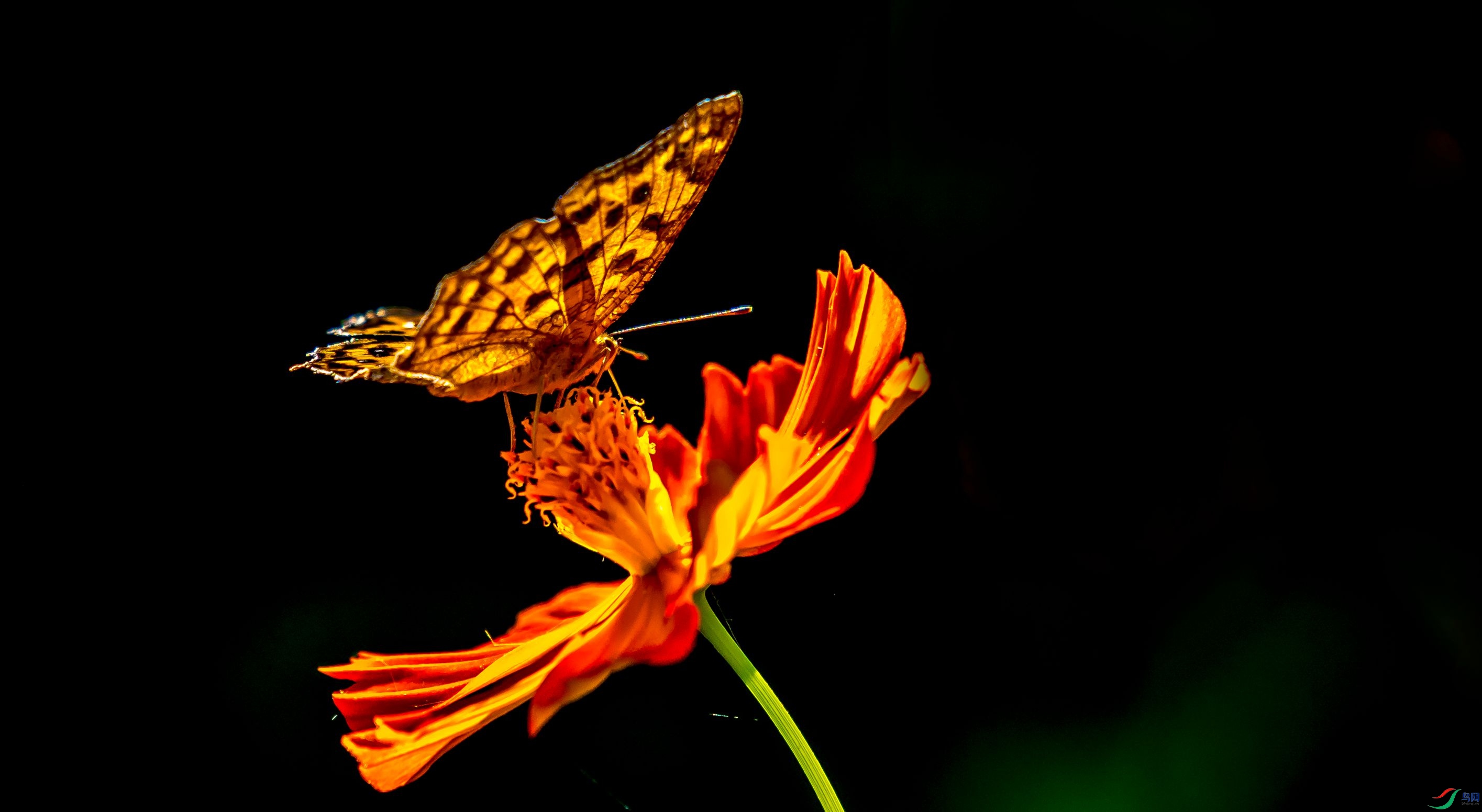 DSC_3361m.jpg