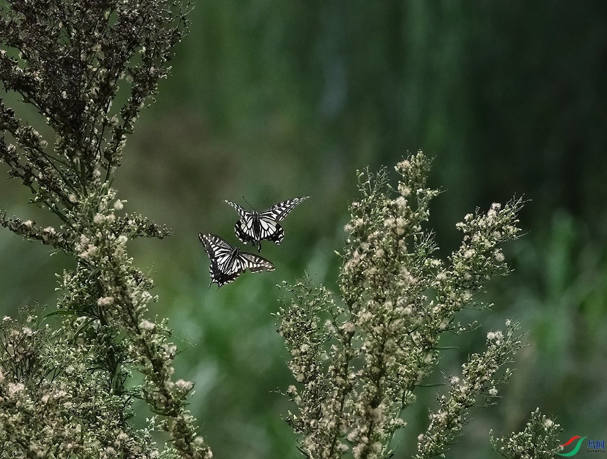 DSCF5995.JPG