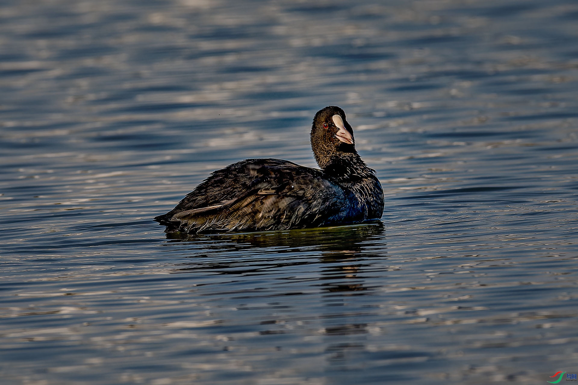 _DSC4469_DxO.jpg