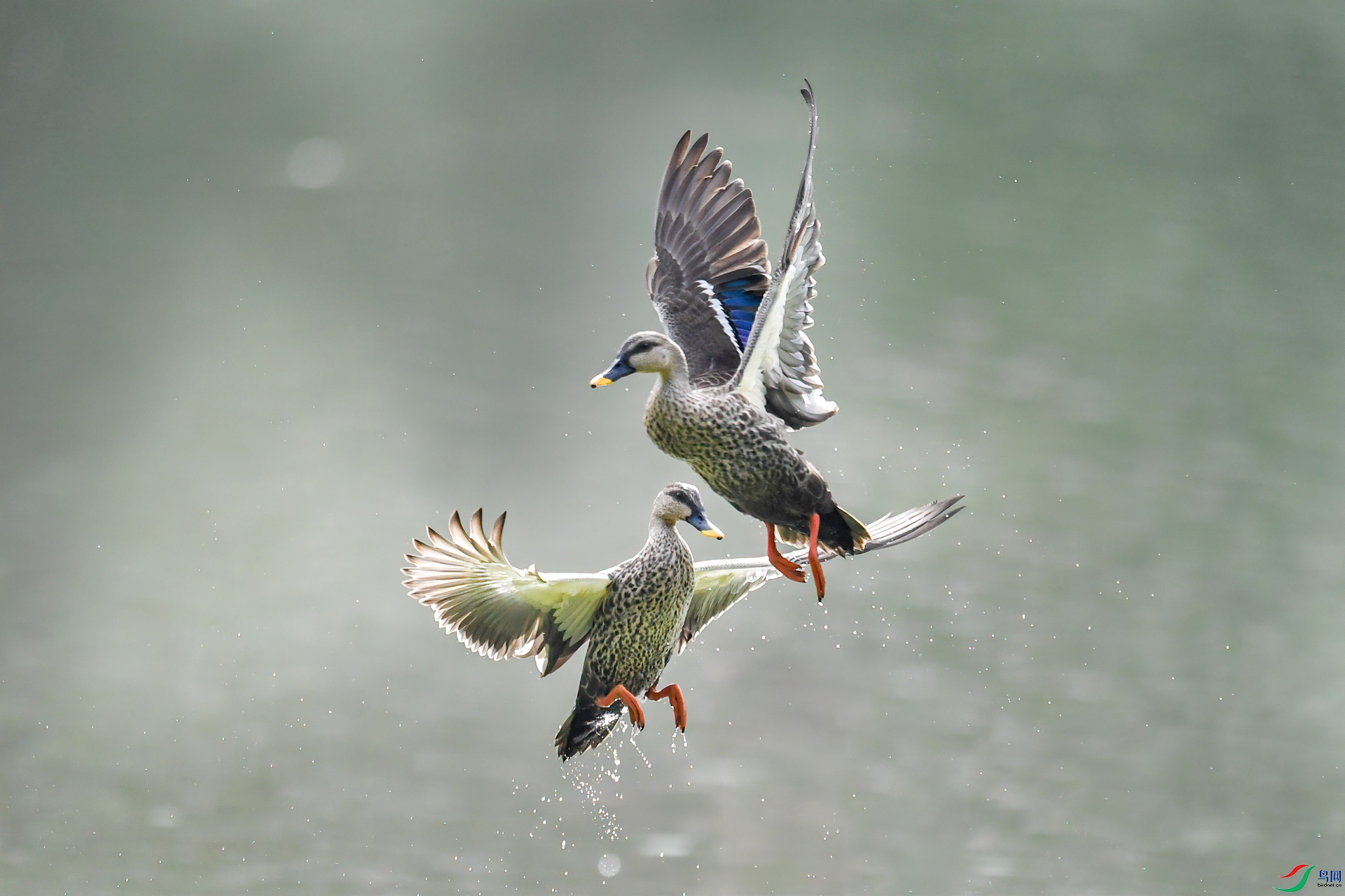 DSC_6813-1.jpg