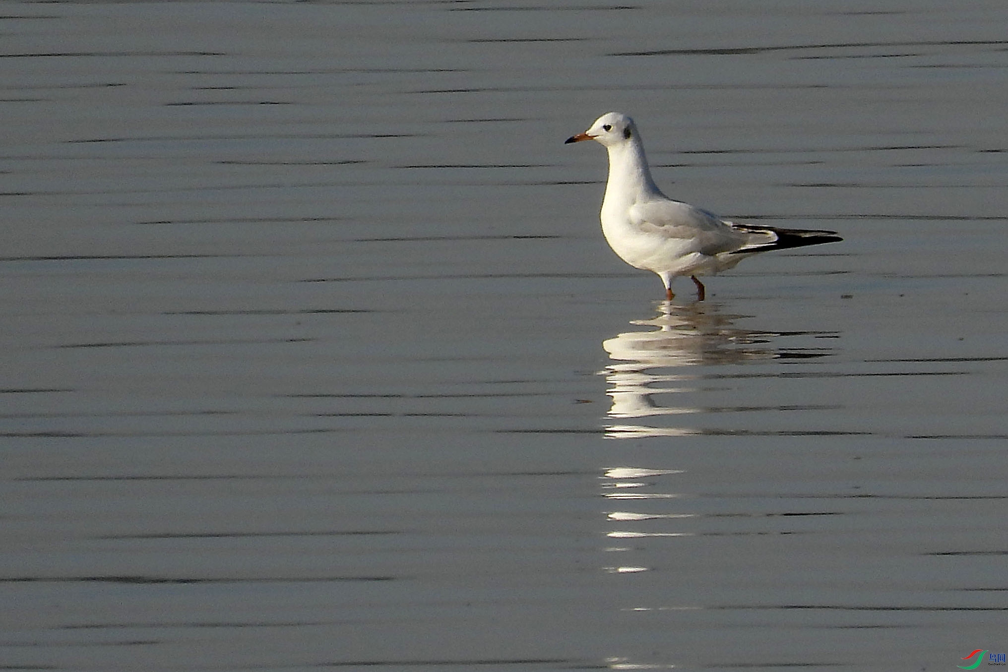 DSCN7986.jpg