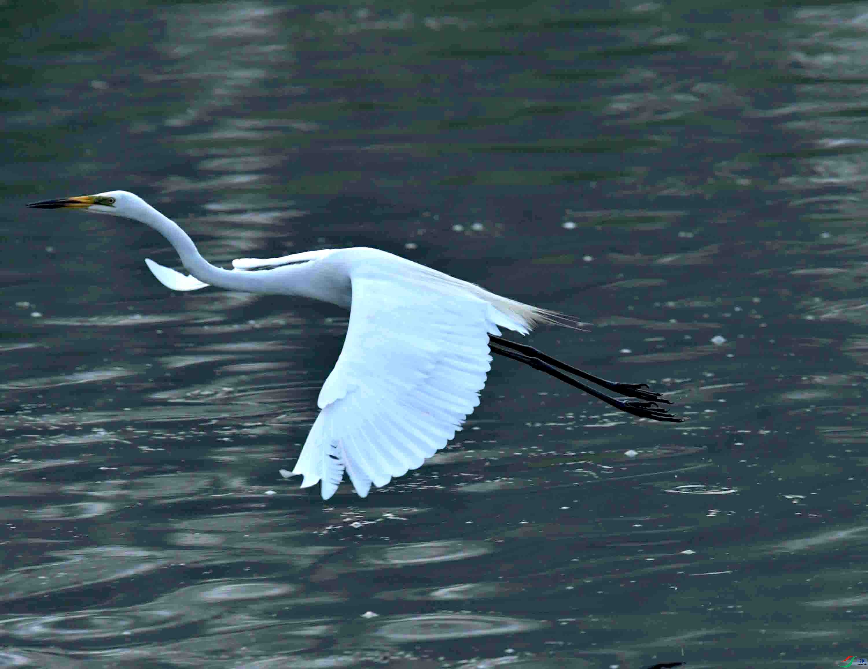 DSC_0502.JPG