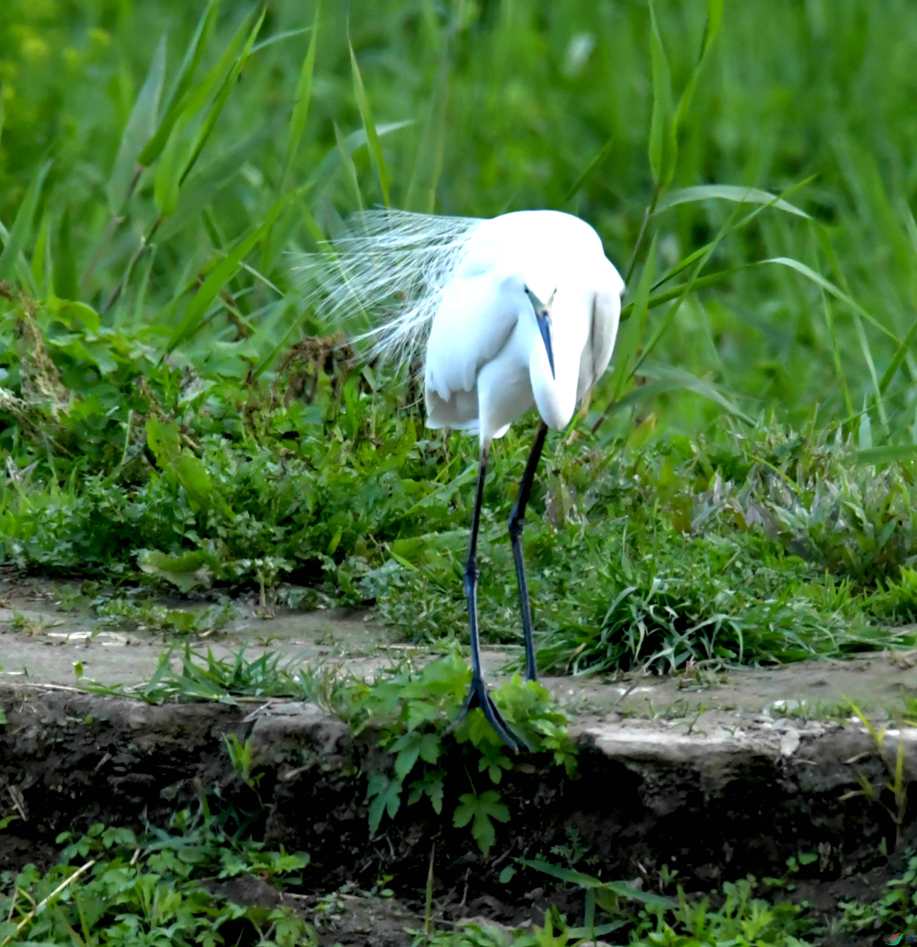 DSC_9591.JPG