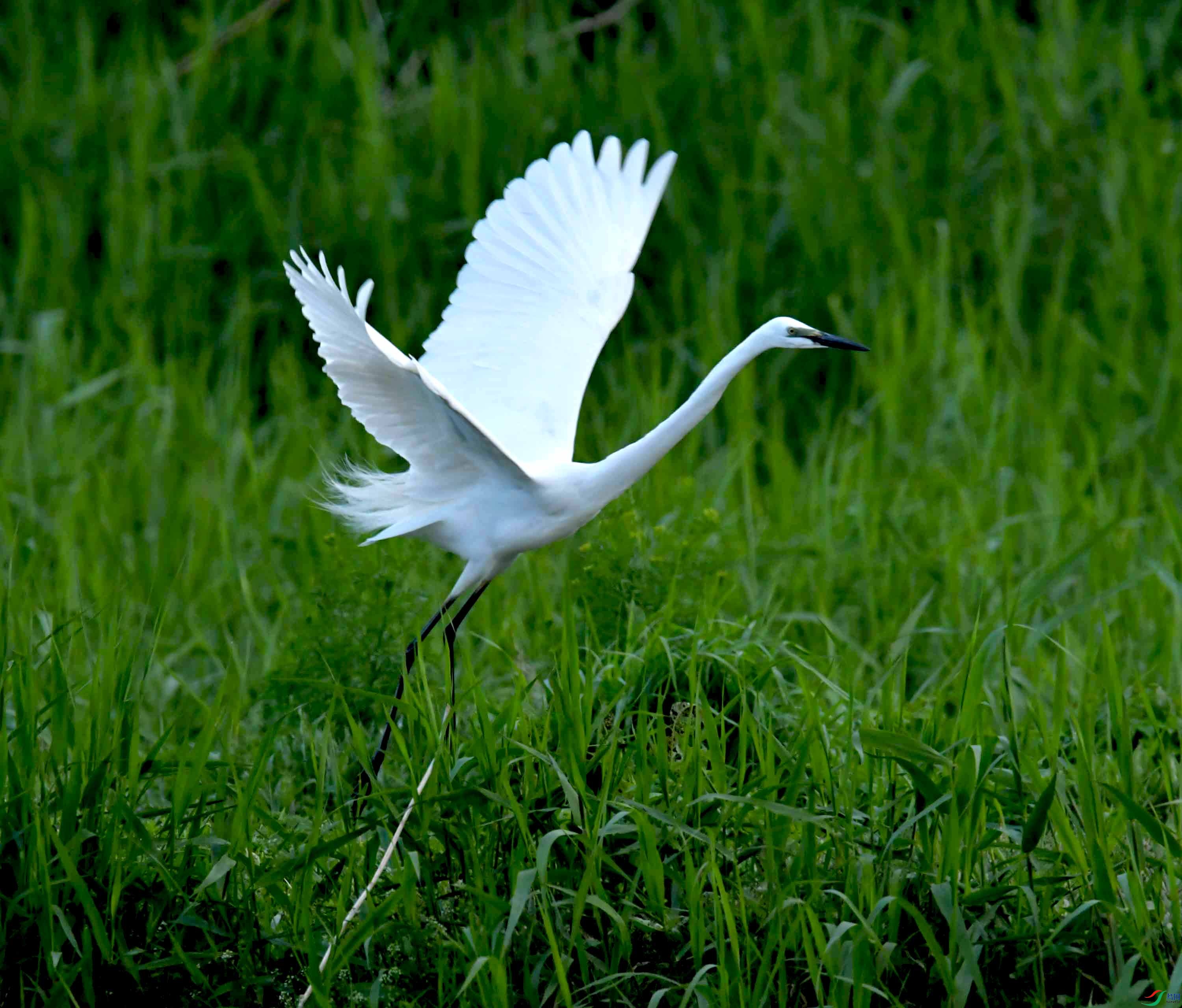 DSC_9598.JPG