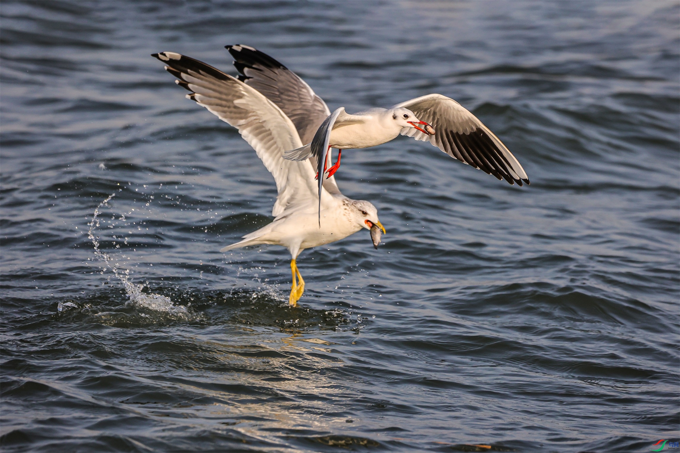 1K3A2063 ����1.jpg