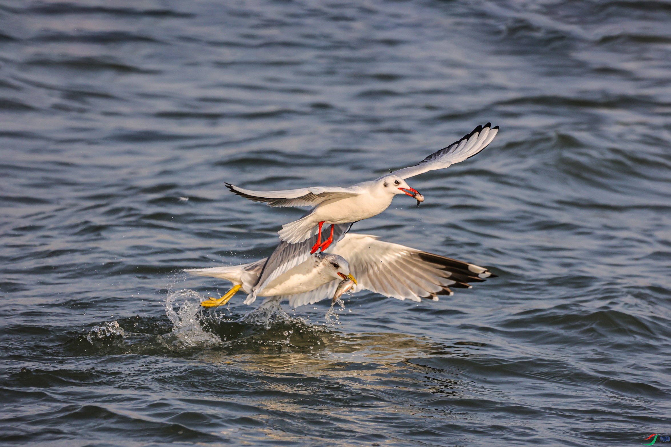 1K3A2062 ����1.jpg