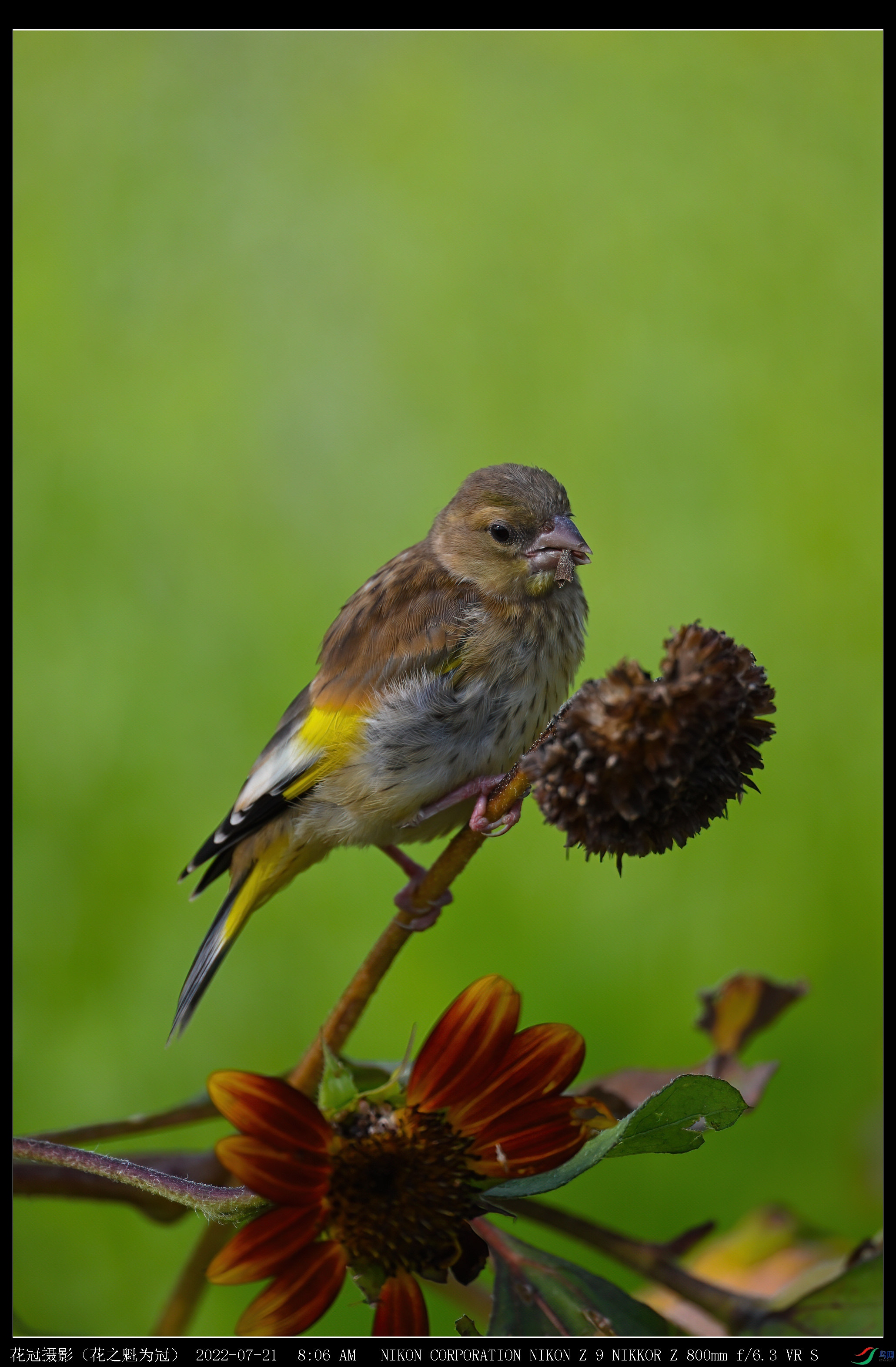 DSC_4276B-1-DeNoiseAI-low-light_����.jpg