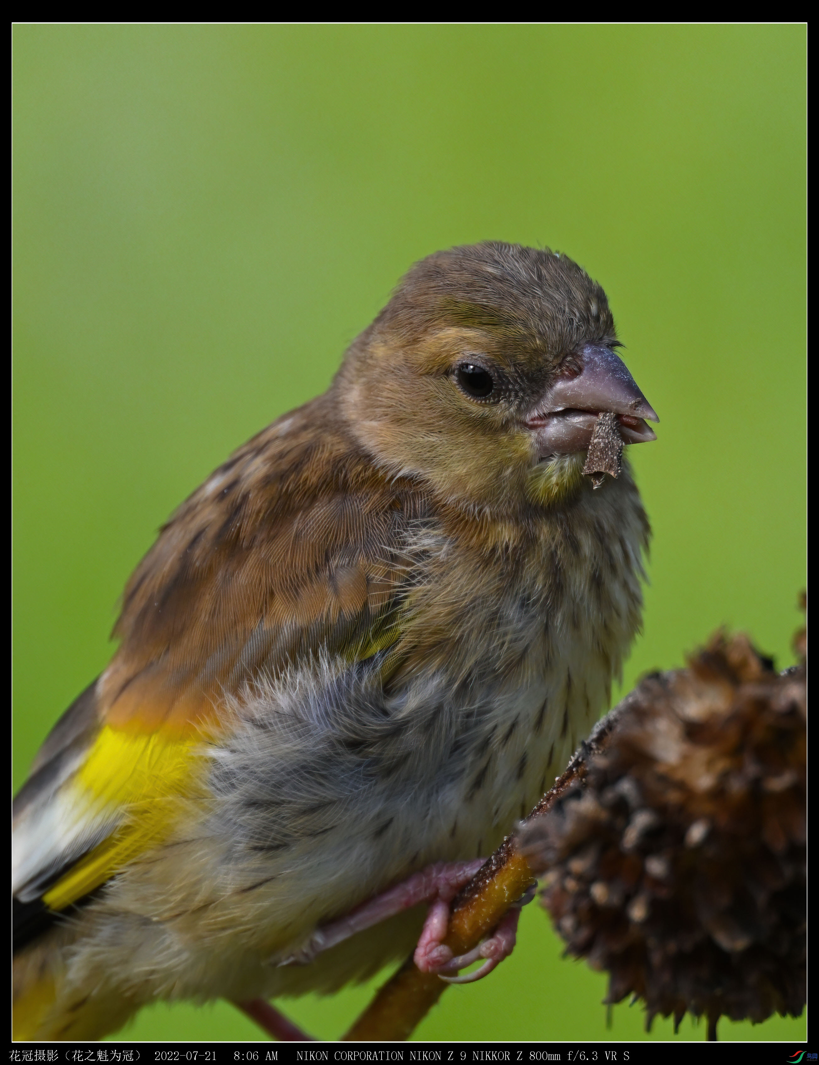 DSC_4276AAA-DeNoiseAI-low-light_����.jpg