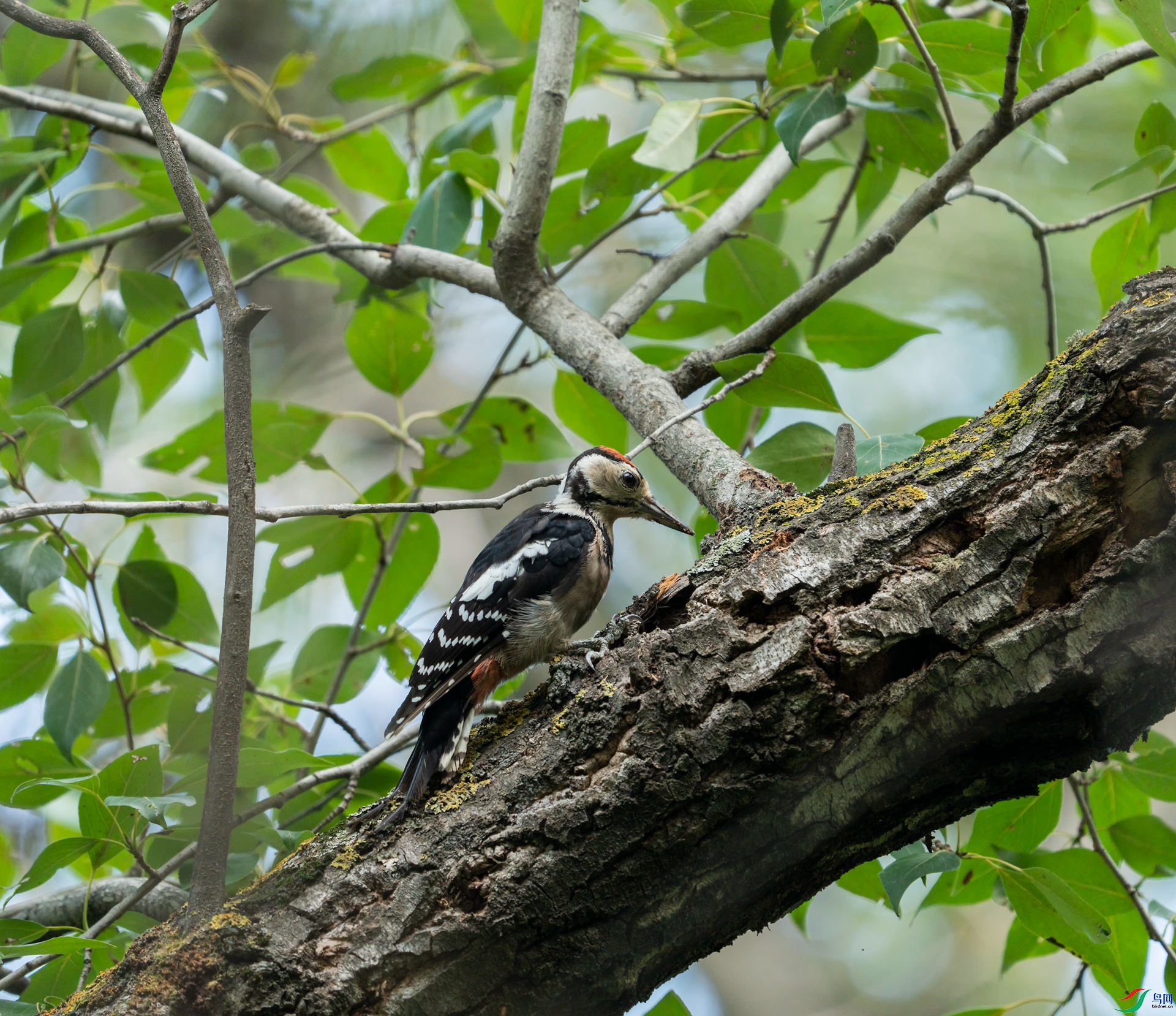 �����ľ��