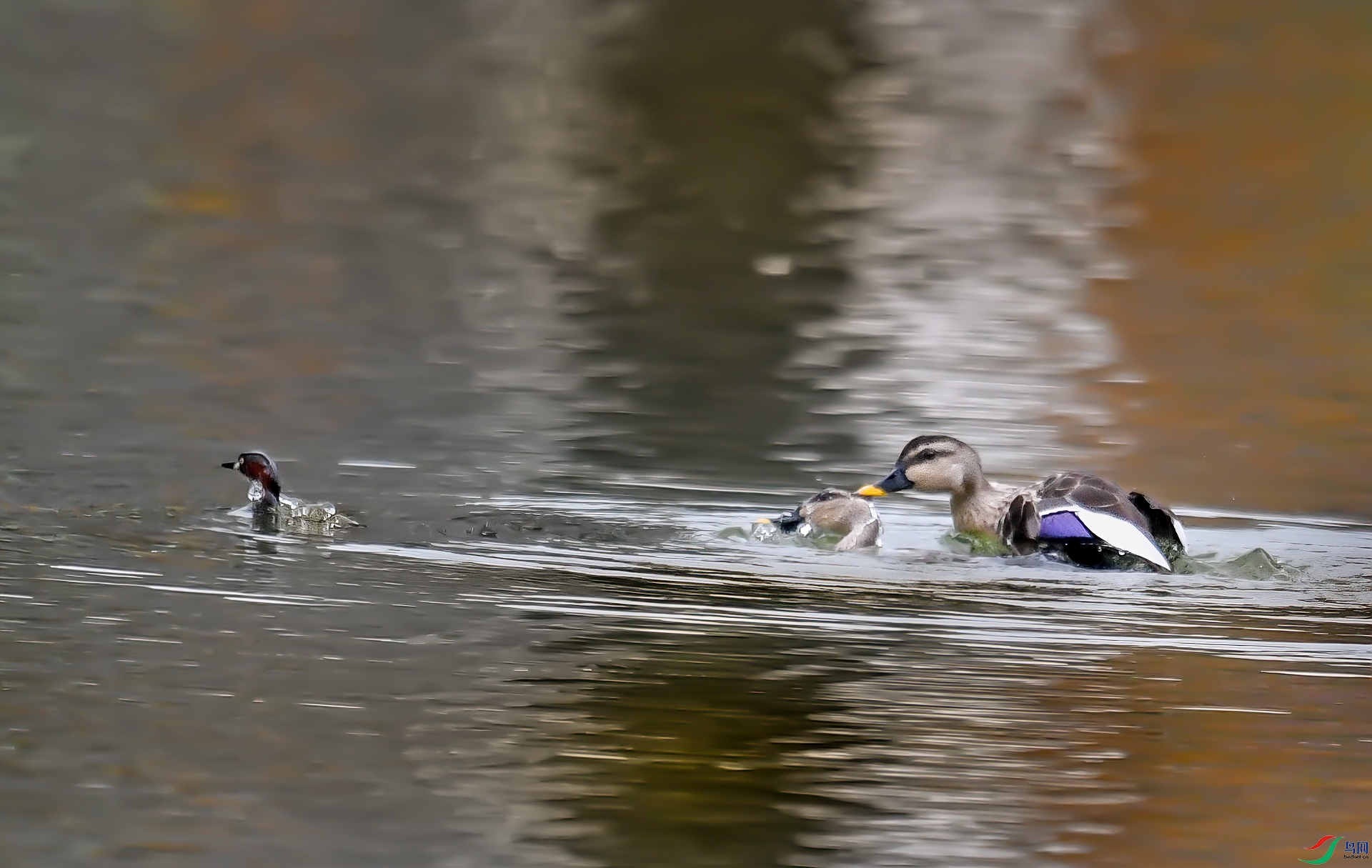 DSC_6244-1.jpg