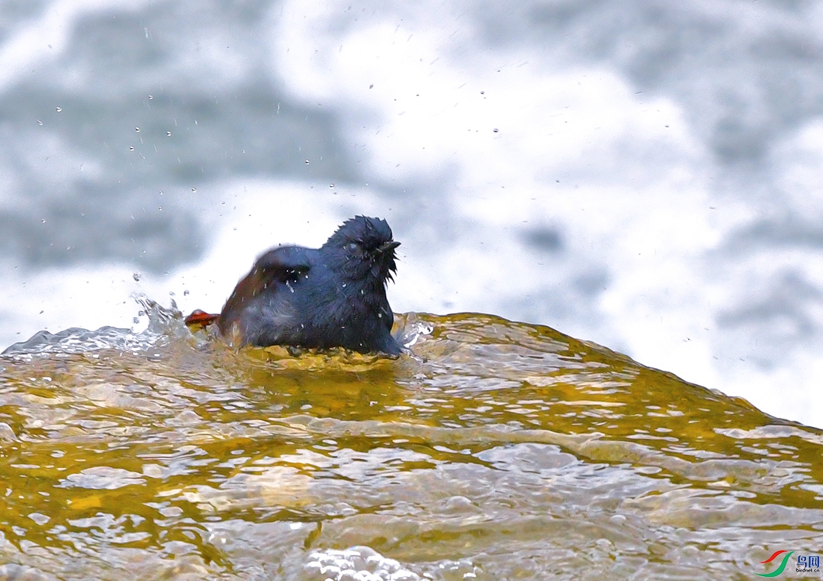 DSC_1293.JPG