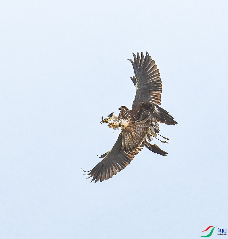 DSC_4240-1.jpg