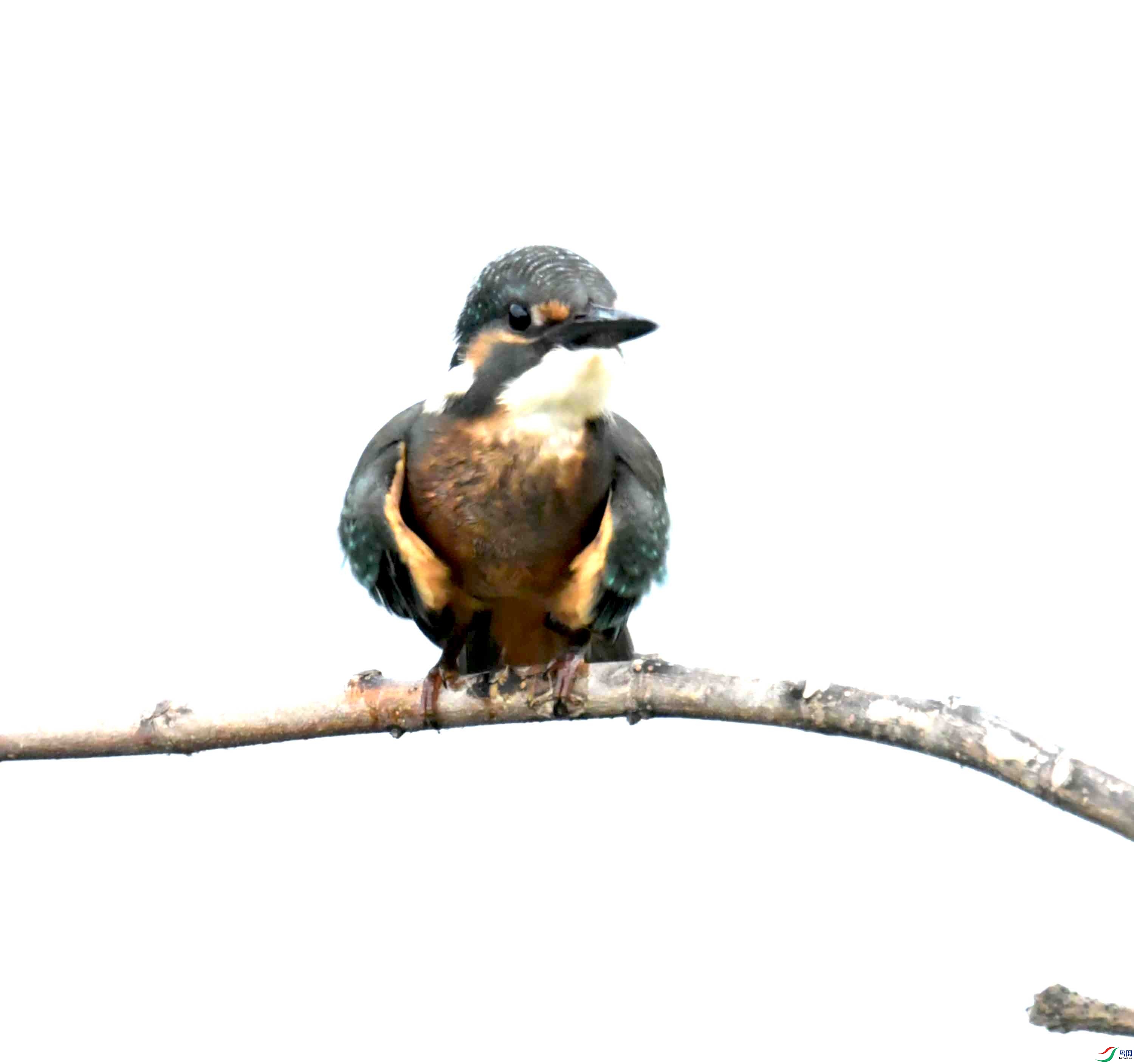 DSC_0121.JPG