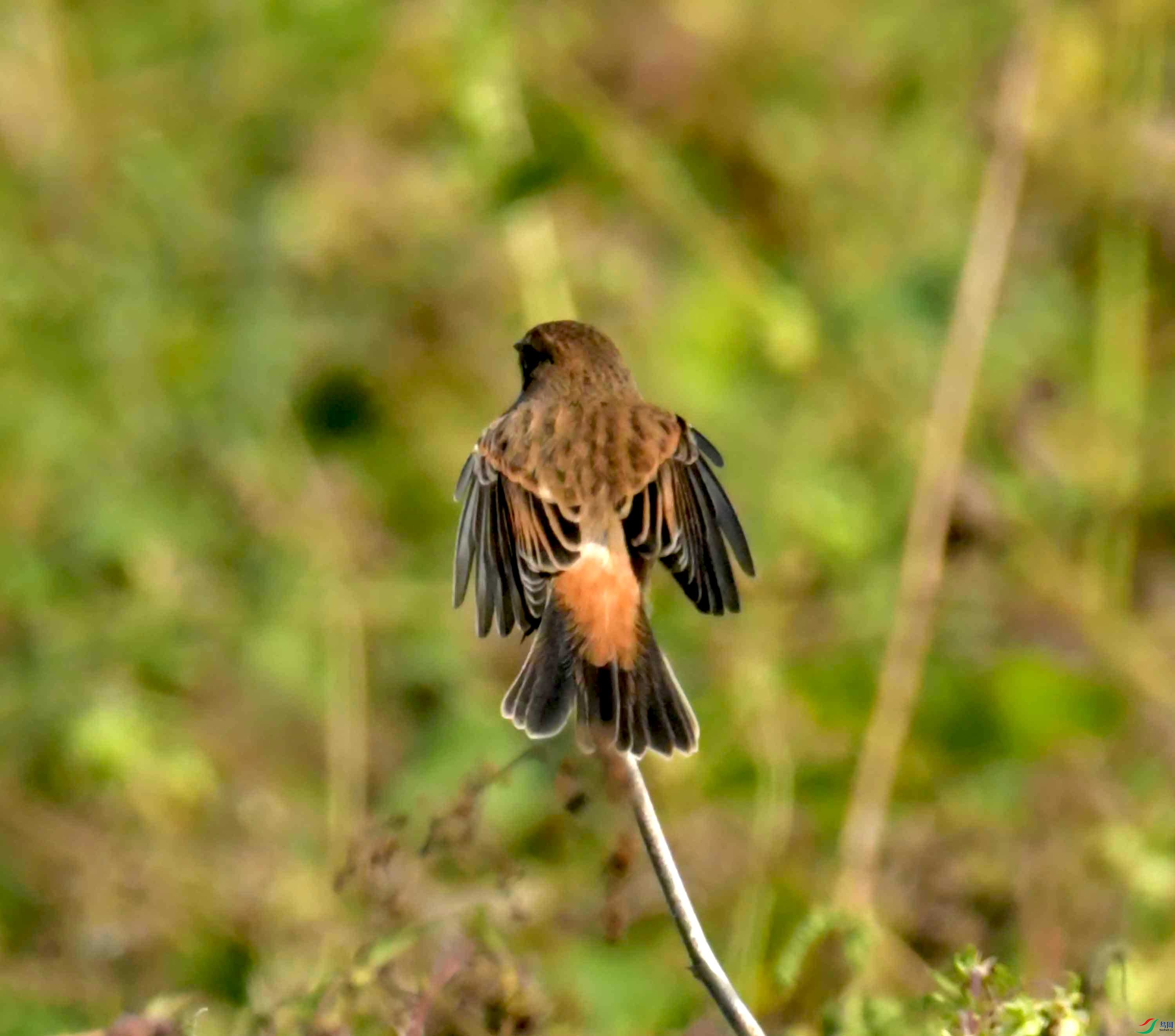 DSC_9249.JPG