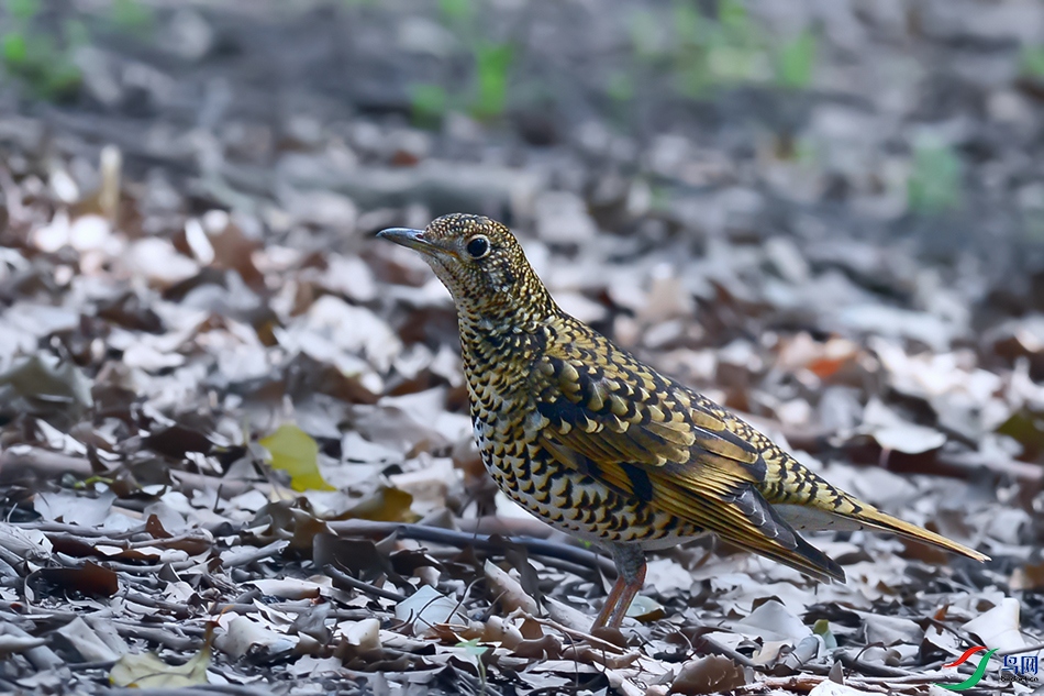 DSC_2032_DxOa.jpg