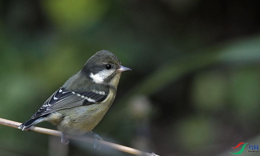 DSC_2434.JPG