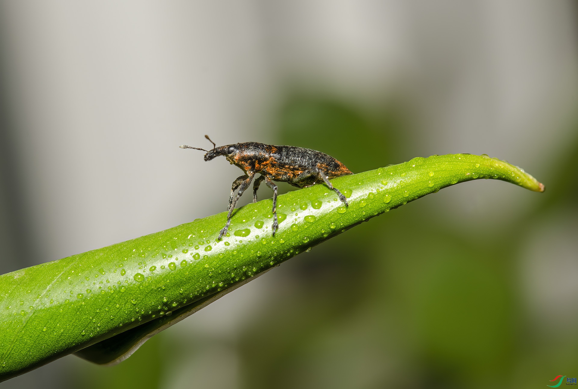 DSC_7636-NEF_DxO_DeepPRIME - ���.jpg