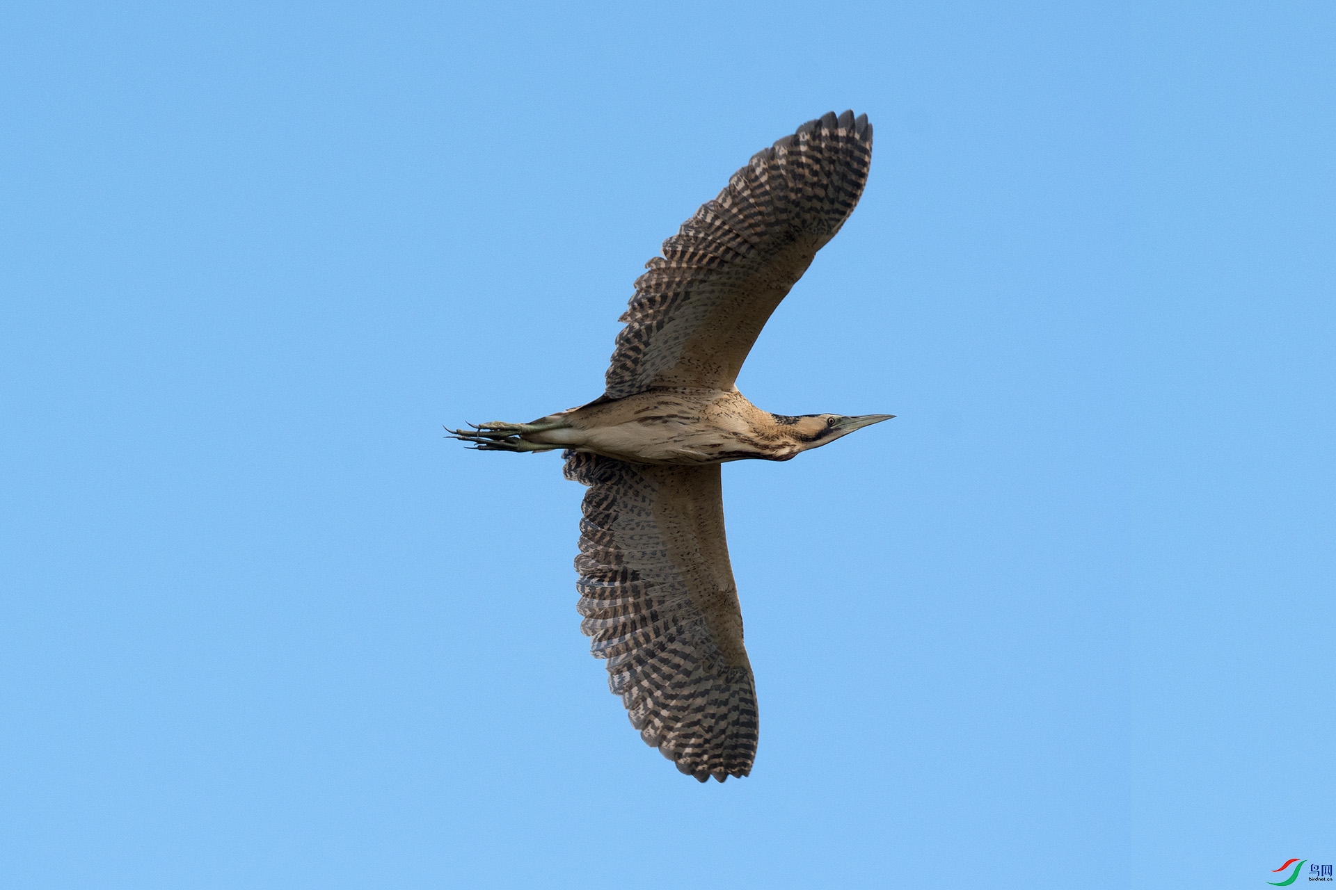 DSC_7894-1.jpg