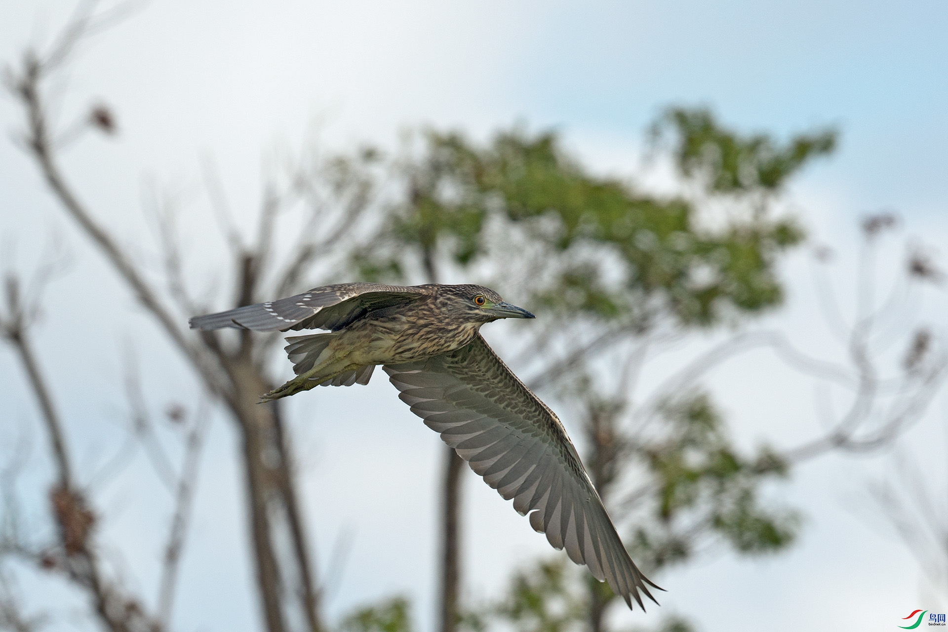 DSC_8063-1.jpg