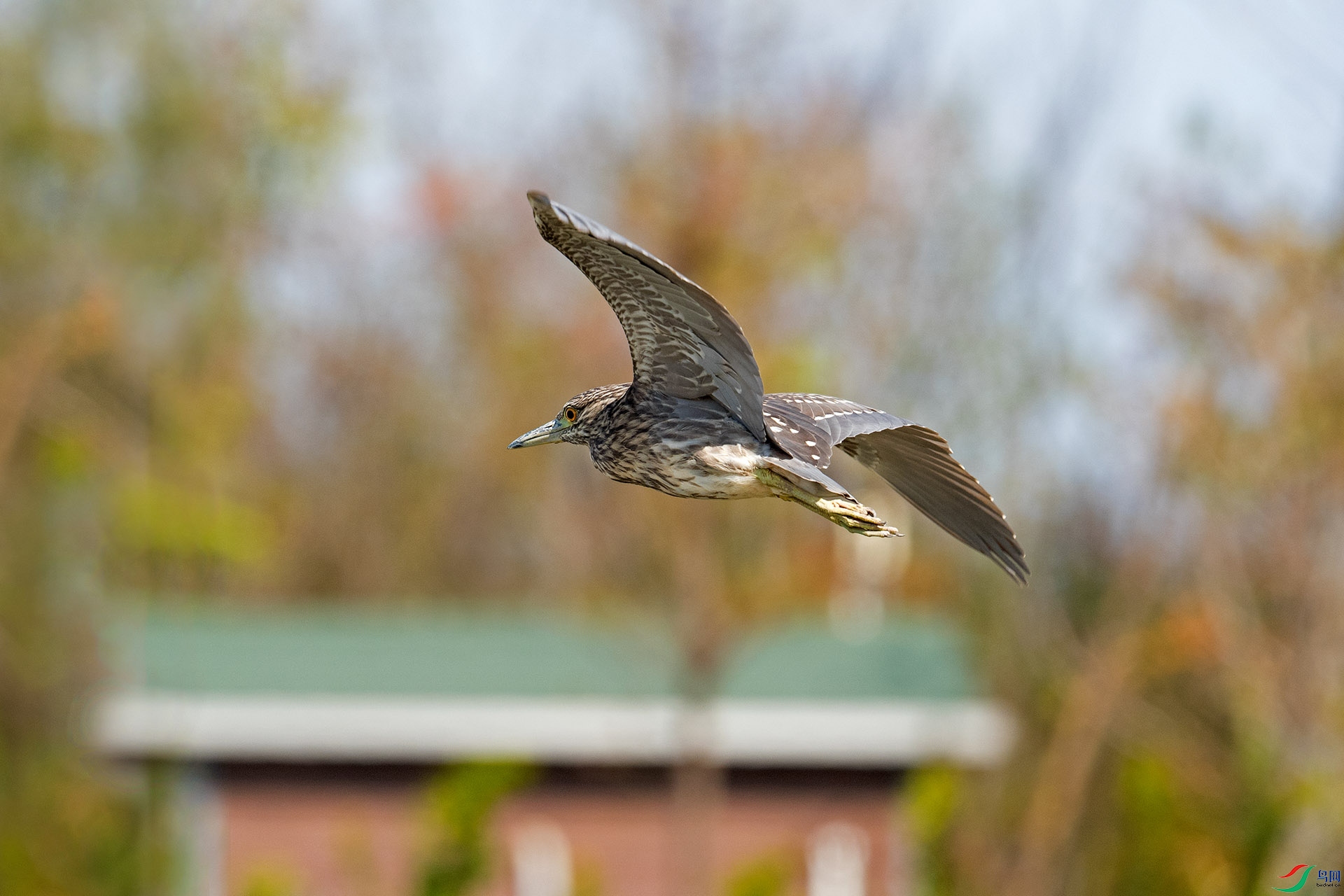 DSC_8058-1.jpg