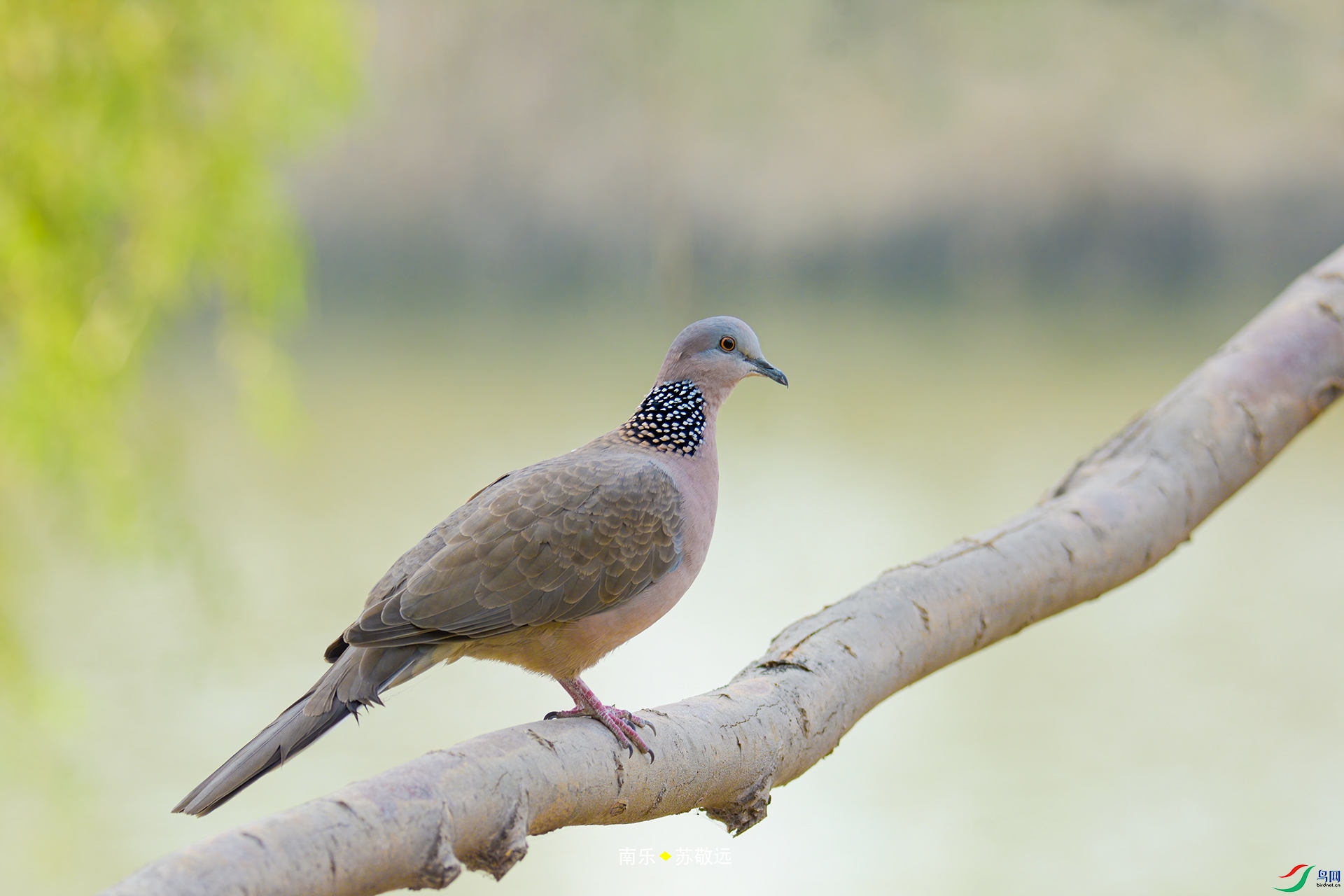 _DSC1461С.jpg