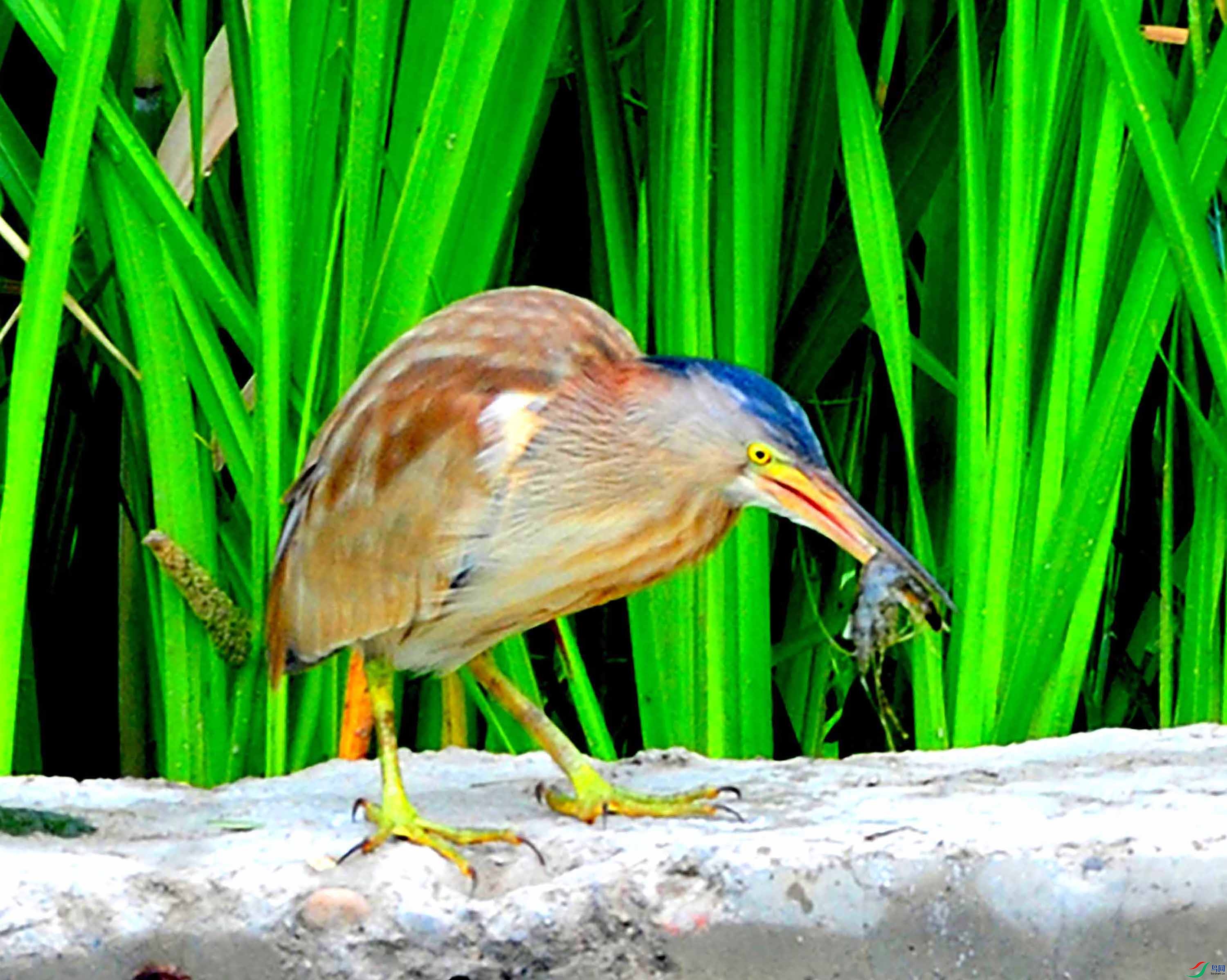 DSC_4484.JPG