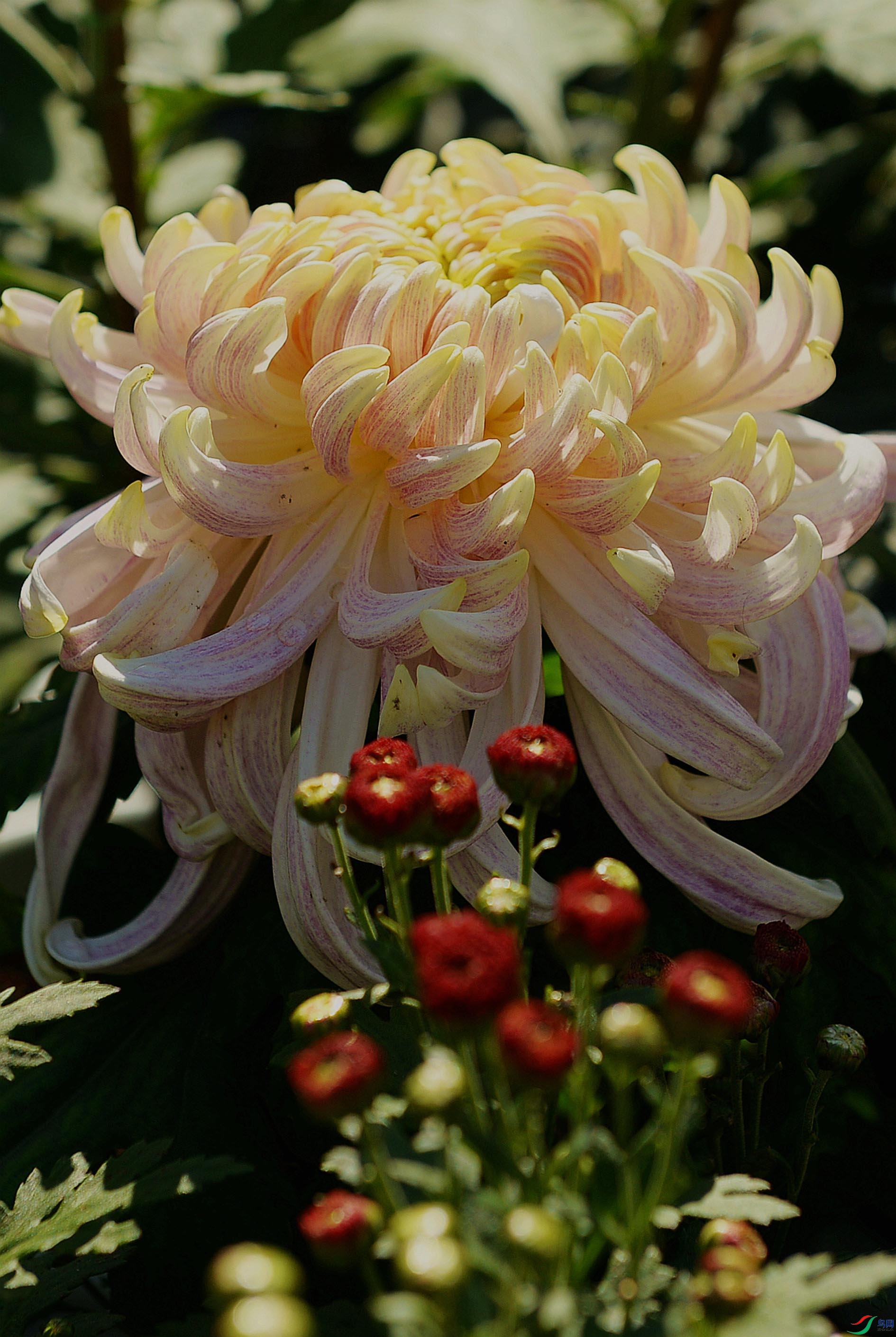 DSC_0828.JPG
