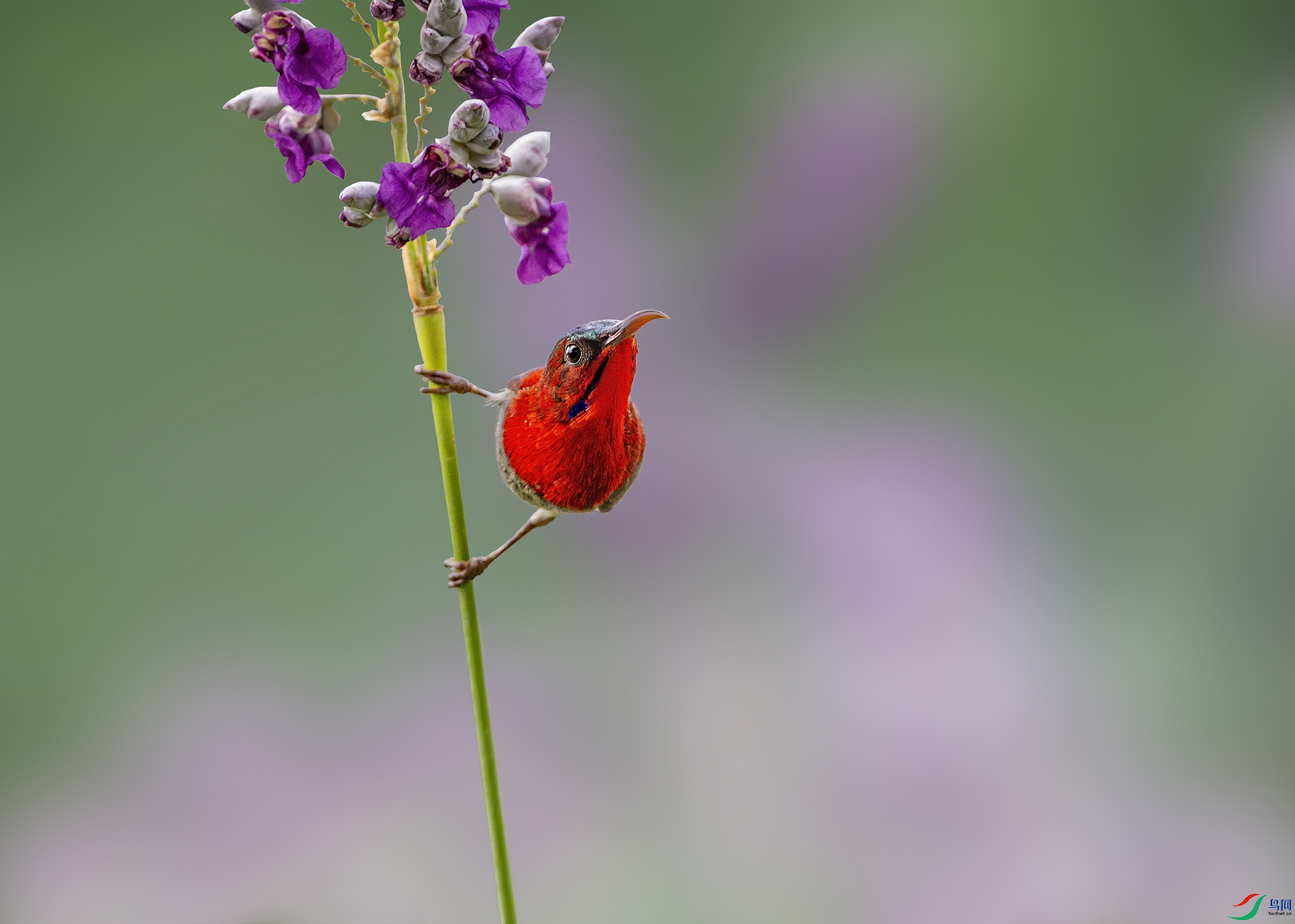 _MG_984122.jpg