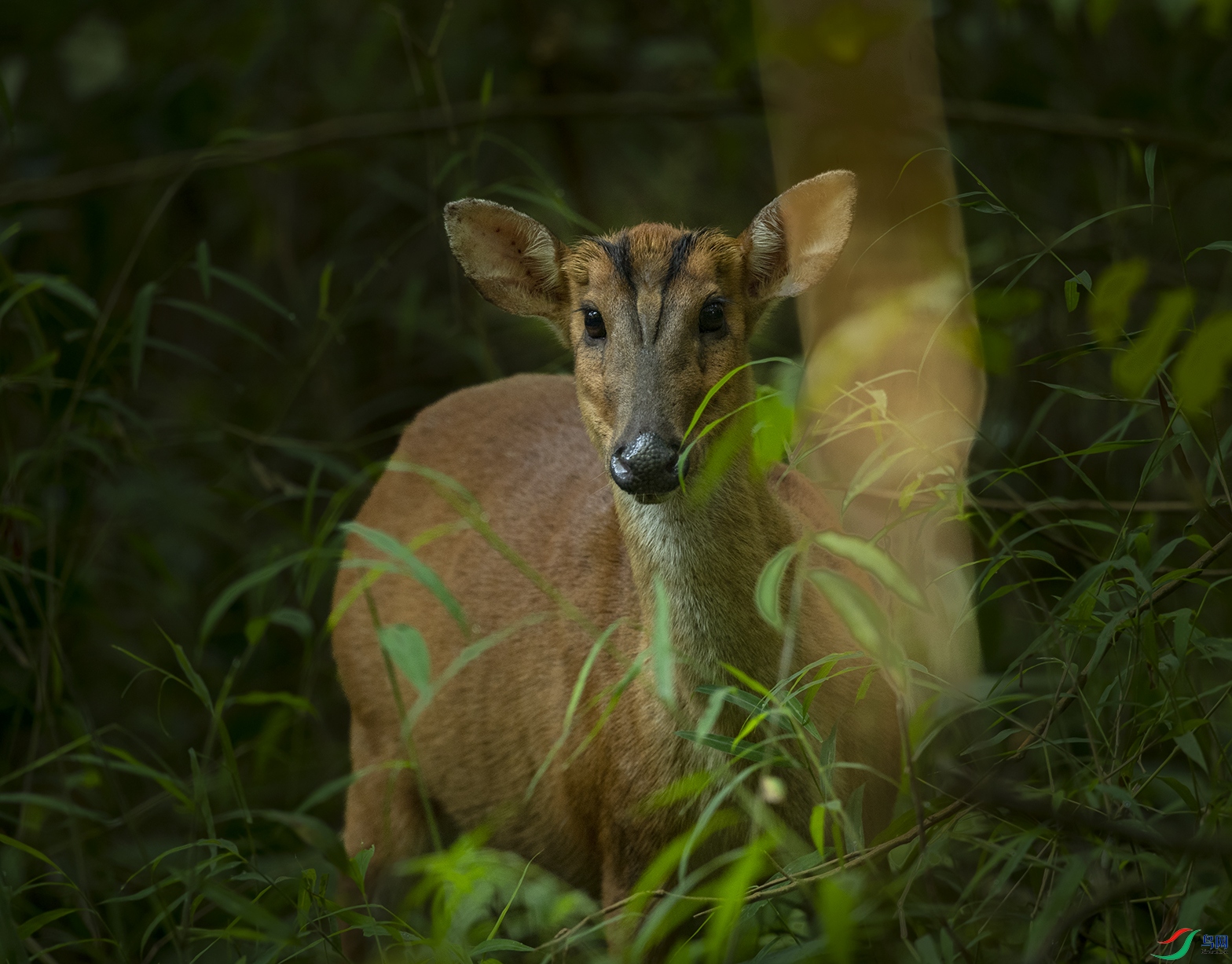 ���� Bornean Red Muntjac_DSC8464 ��.jpg