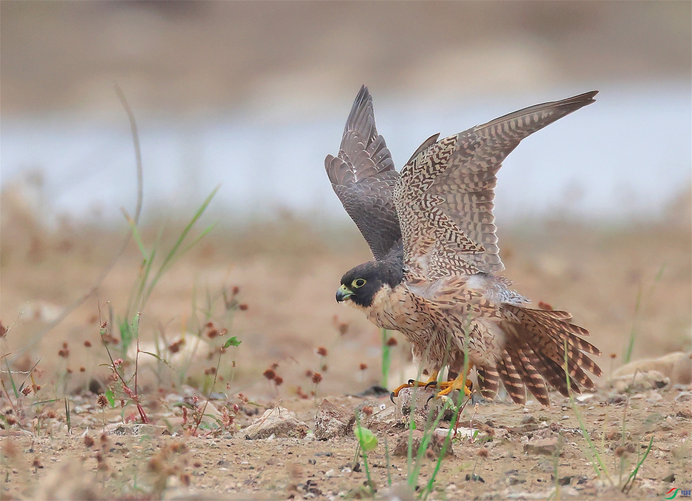 32 - ���� (4).JPG