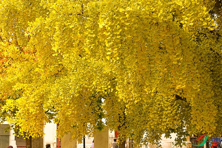 817A6072-1a ����c.jpg