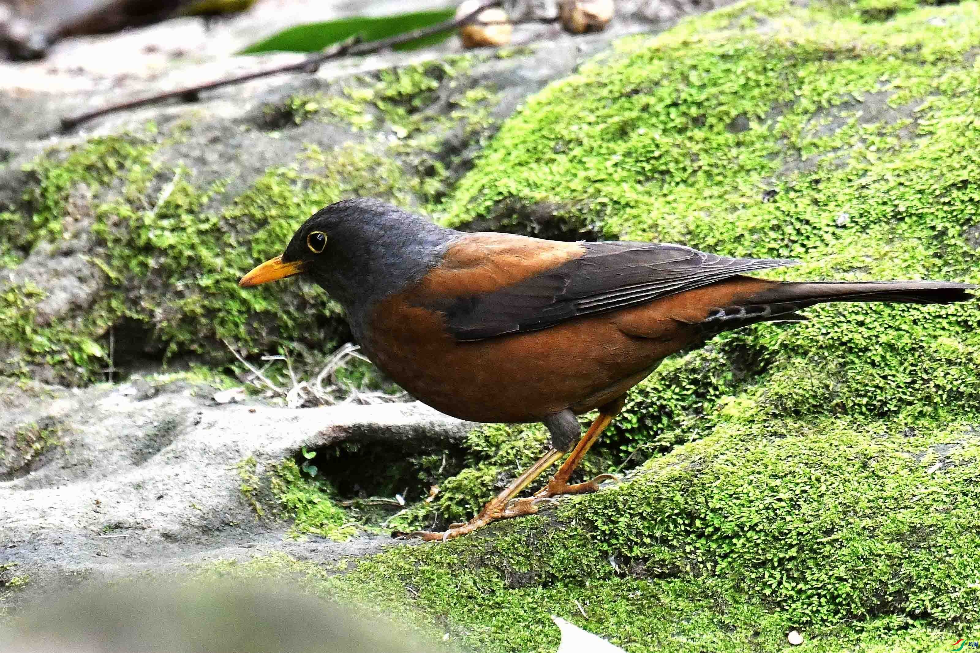 DSC_7413_����.jpg