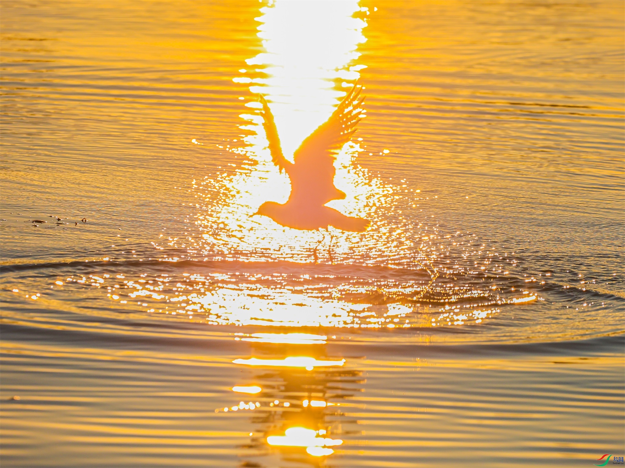 1K3A3043 ����1.jpg