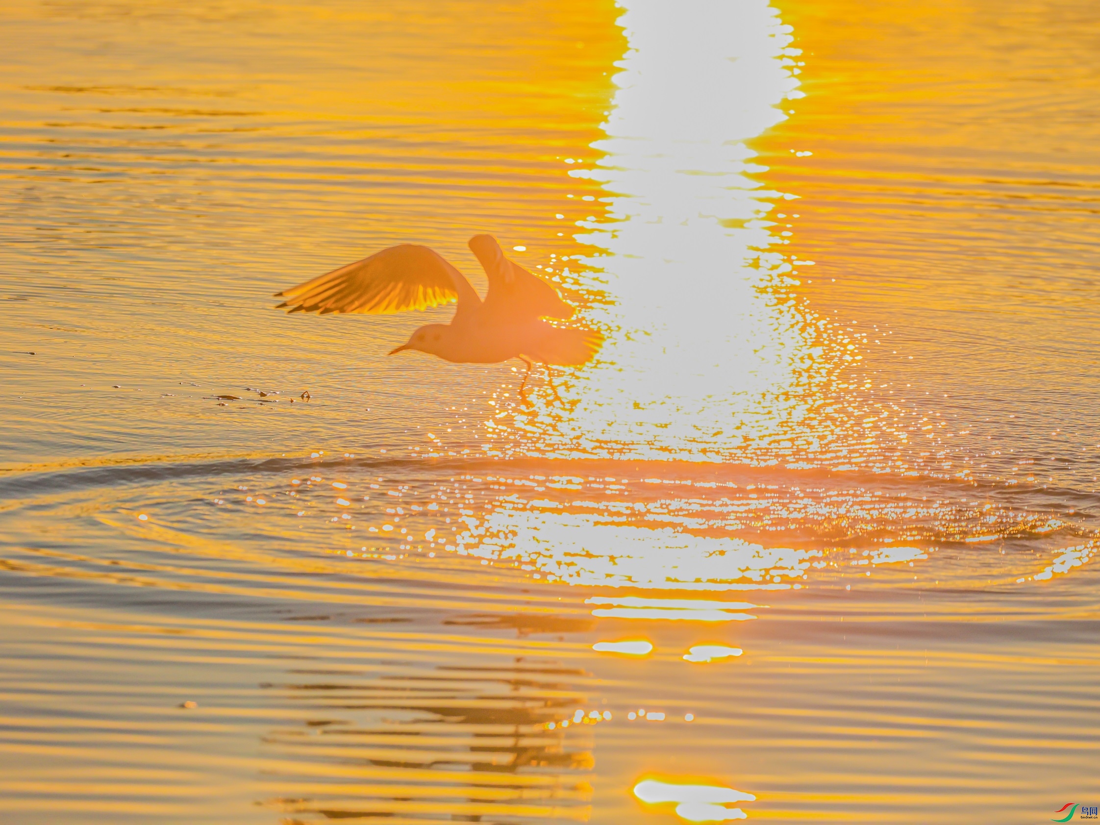 1K3A3045 ����1.jpg