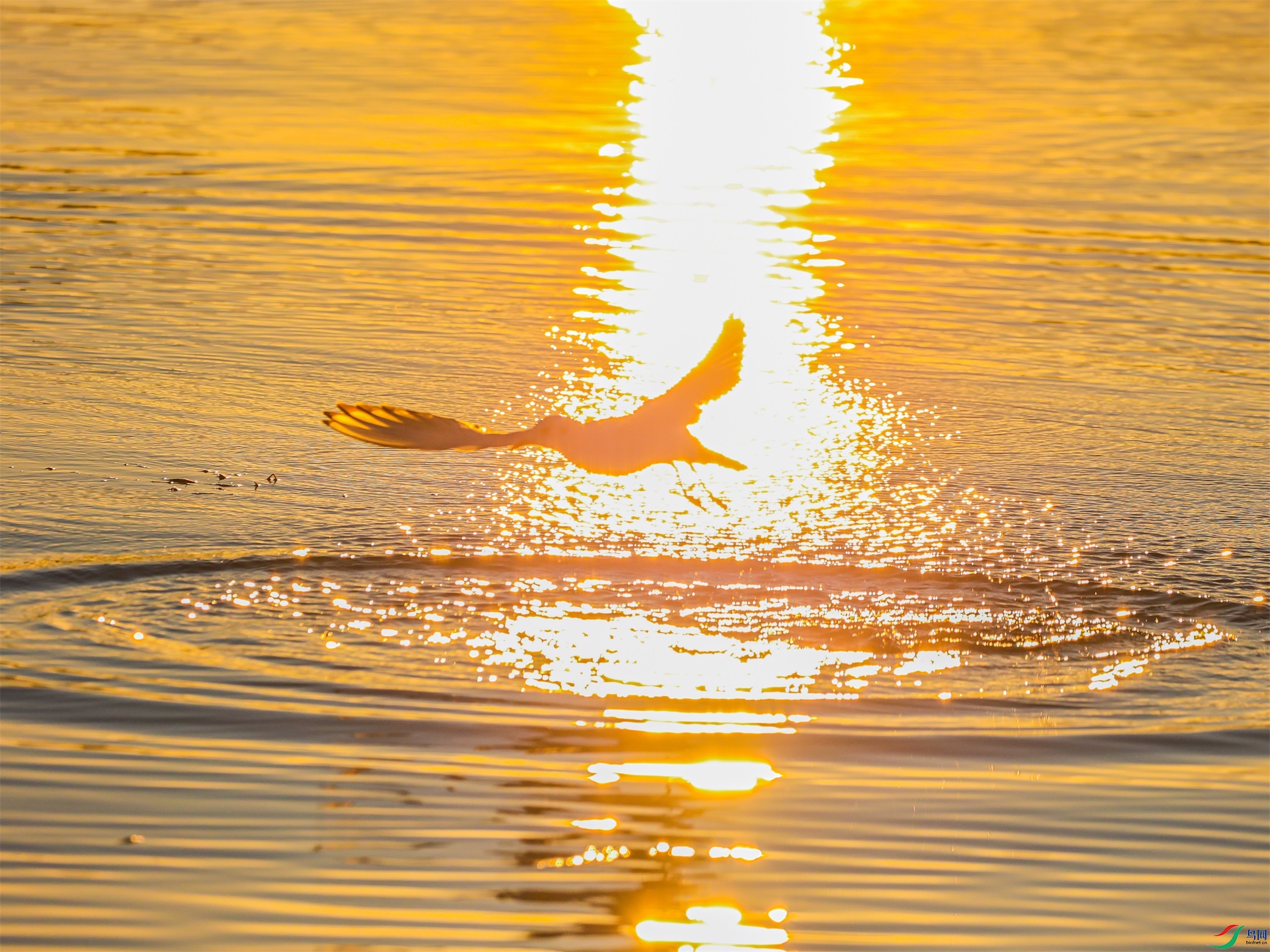 1K3A3044 ����1.jpg