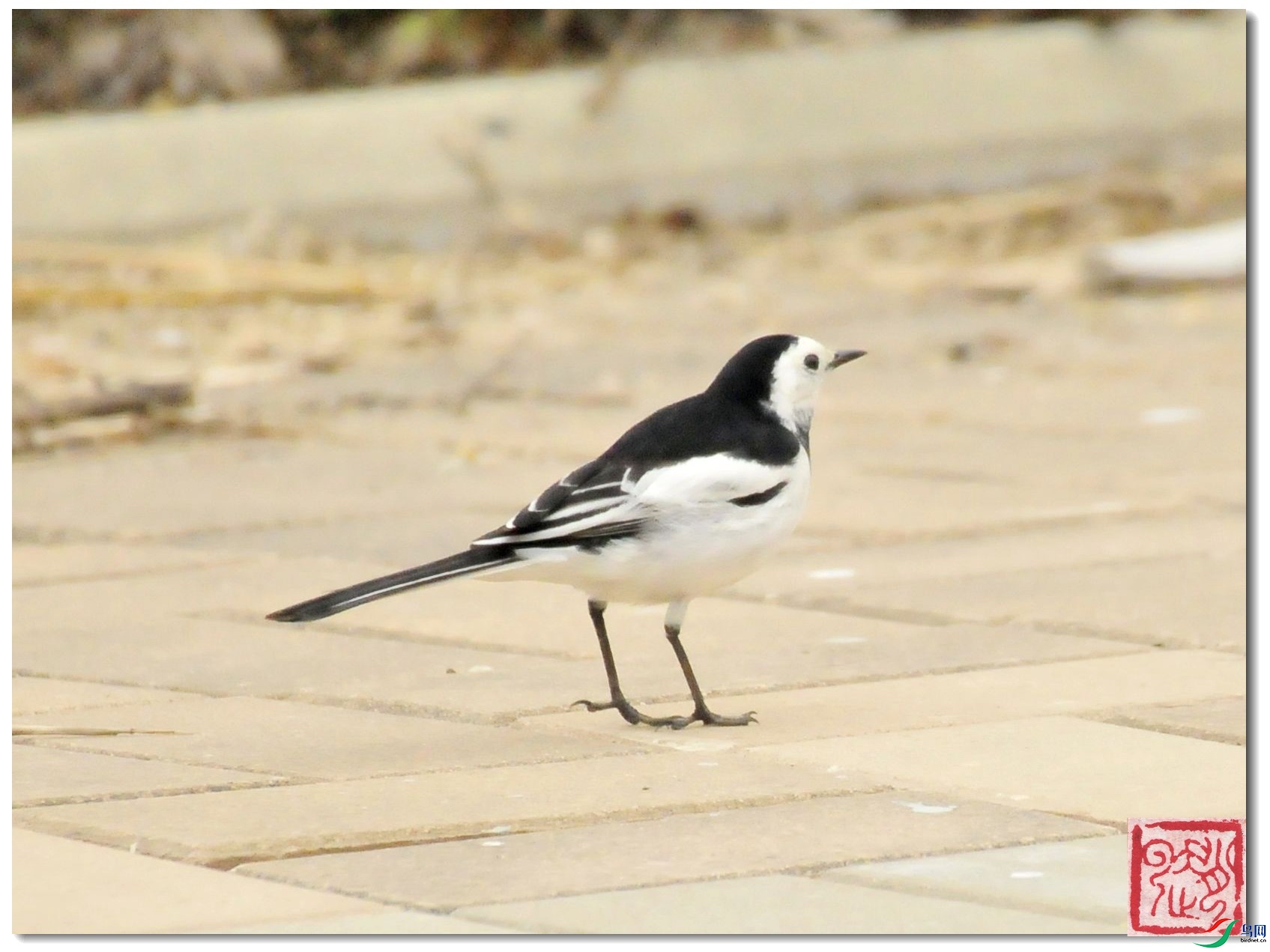 ��Ƭ 111-1_����.jpg