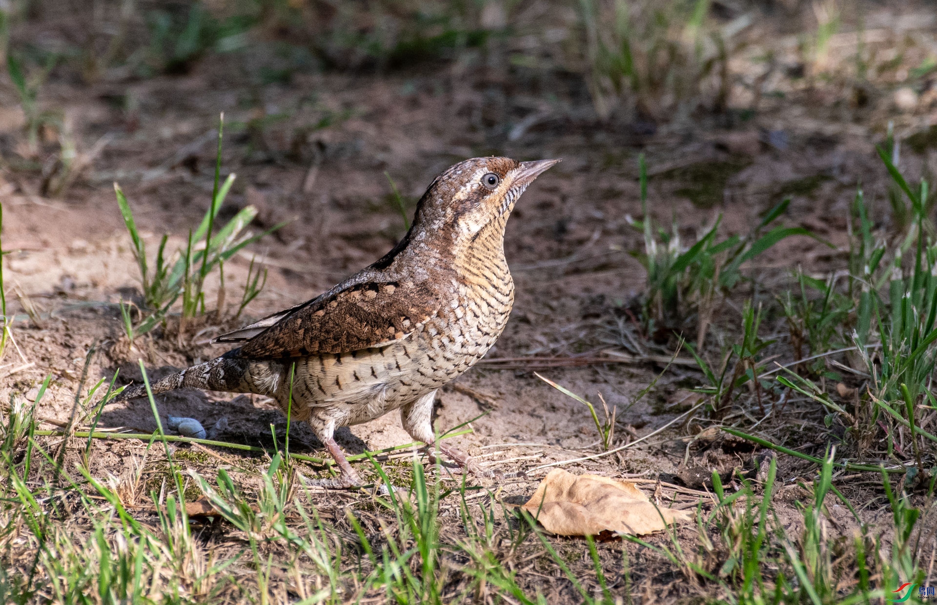 DSC_5312.jpg