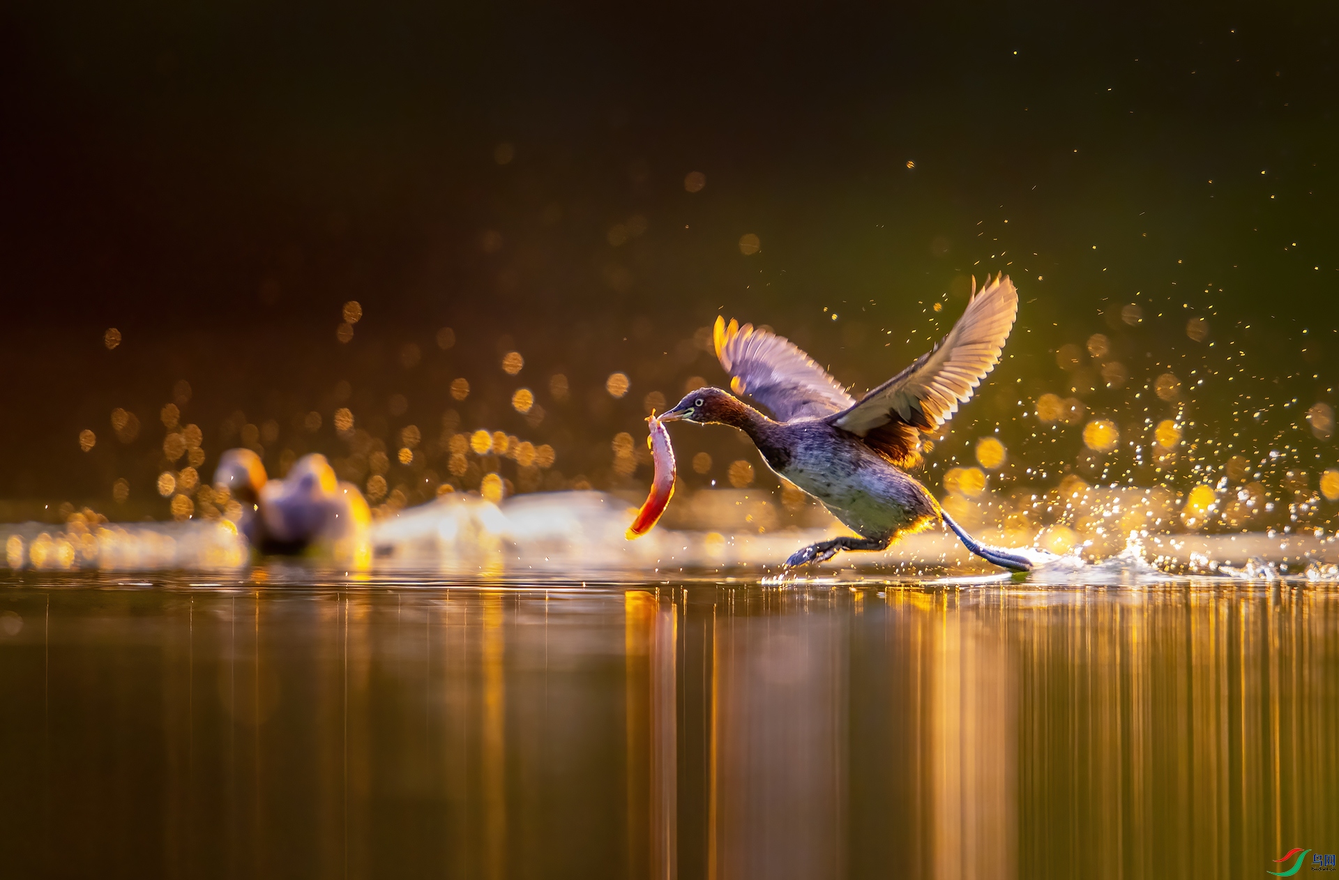 ZXC_4393 ����1.jpg