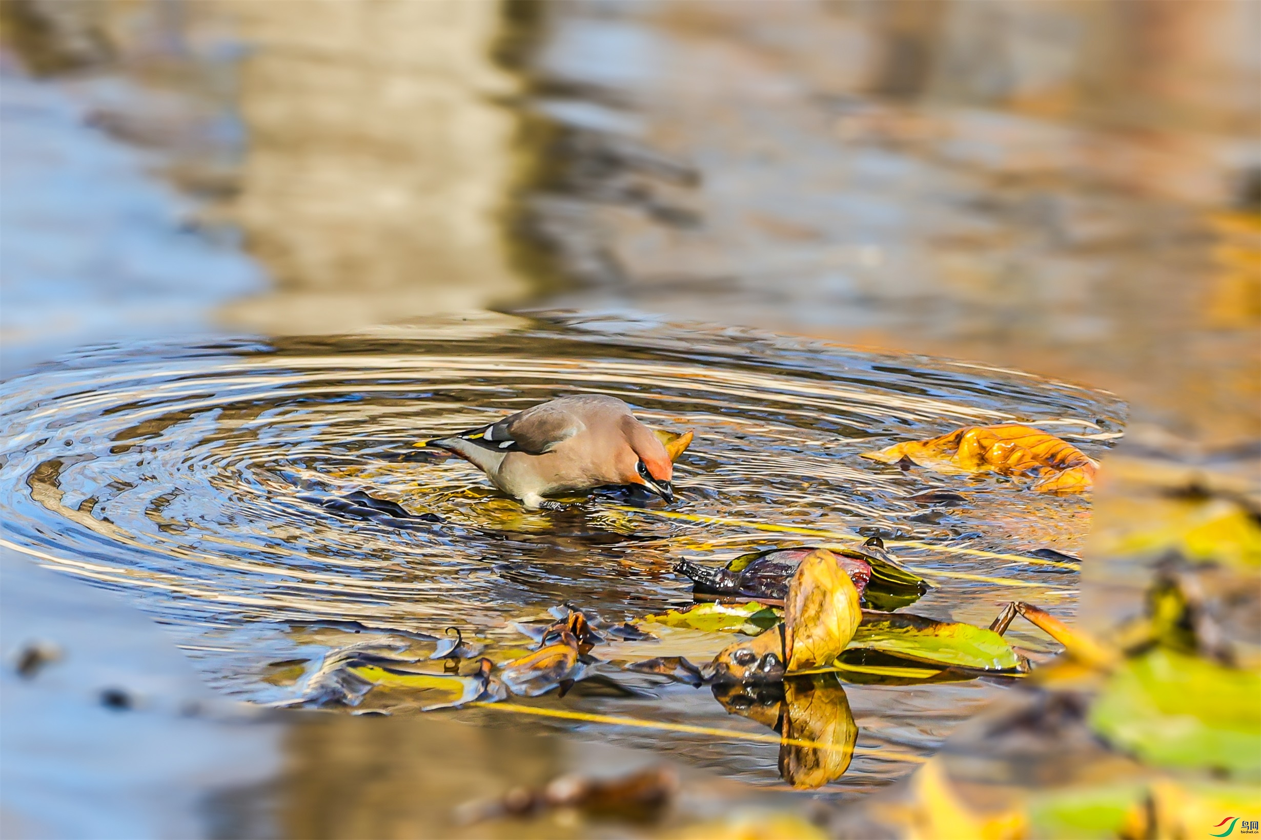 1K3A4624 ����1.jpg